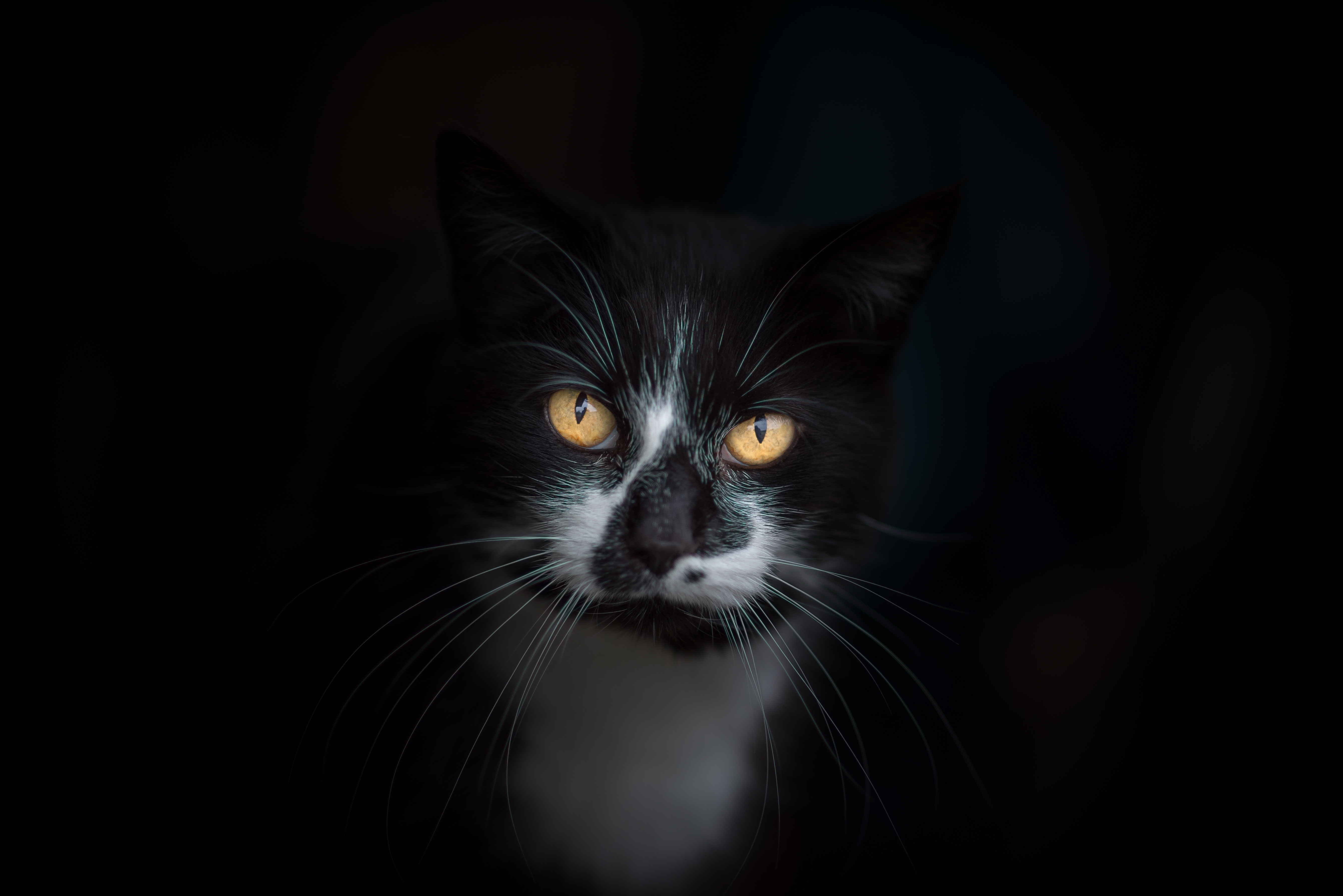 Белый котик на черном фоне