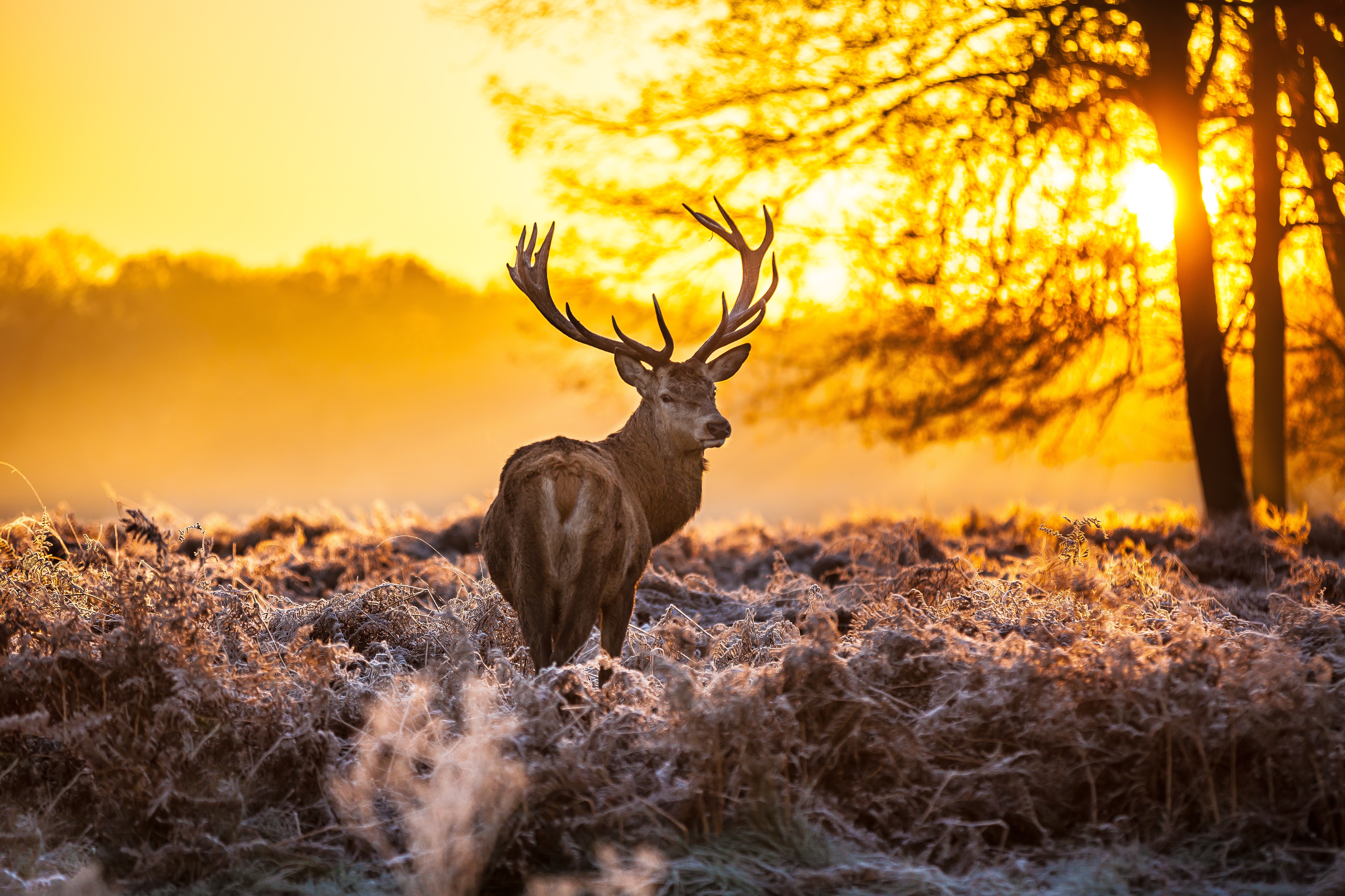 Wallpaper forest, sunset, Deer for mobile and desktop, section животные,  resolution 5416x3610 - download
