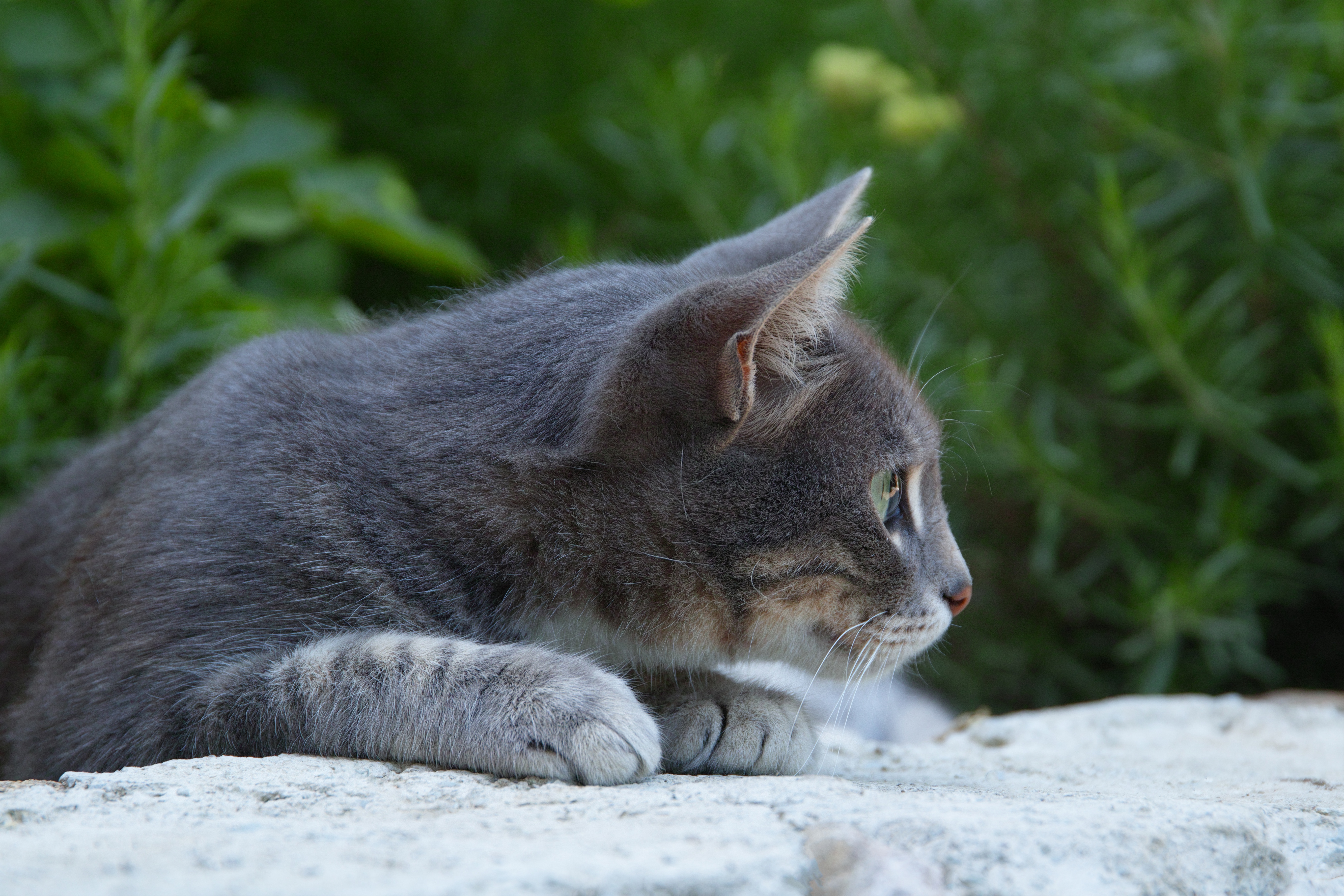 Кошка беспородная голодная. Серая полосатая кошка беспородная. Сибирский Крысолов короткошерстный серый. Серая кошка беспородная. Сибирский Крысолов серый кот.