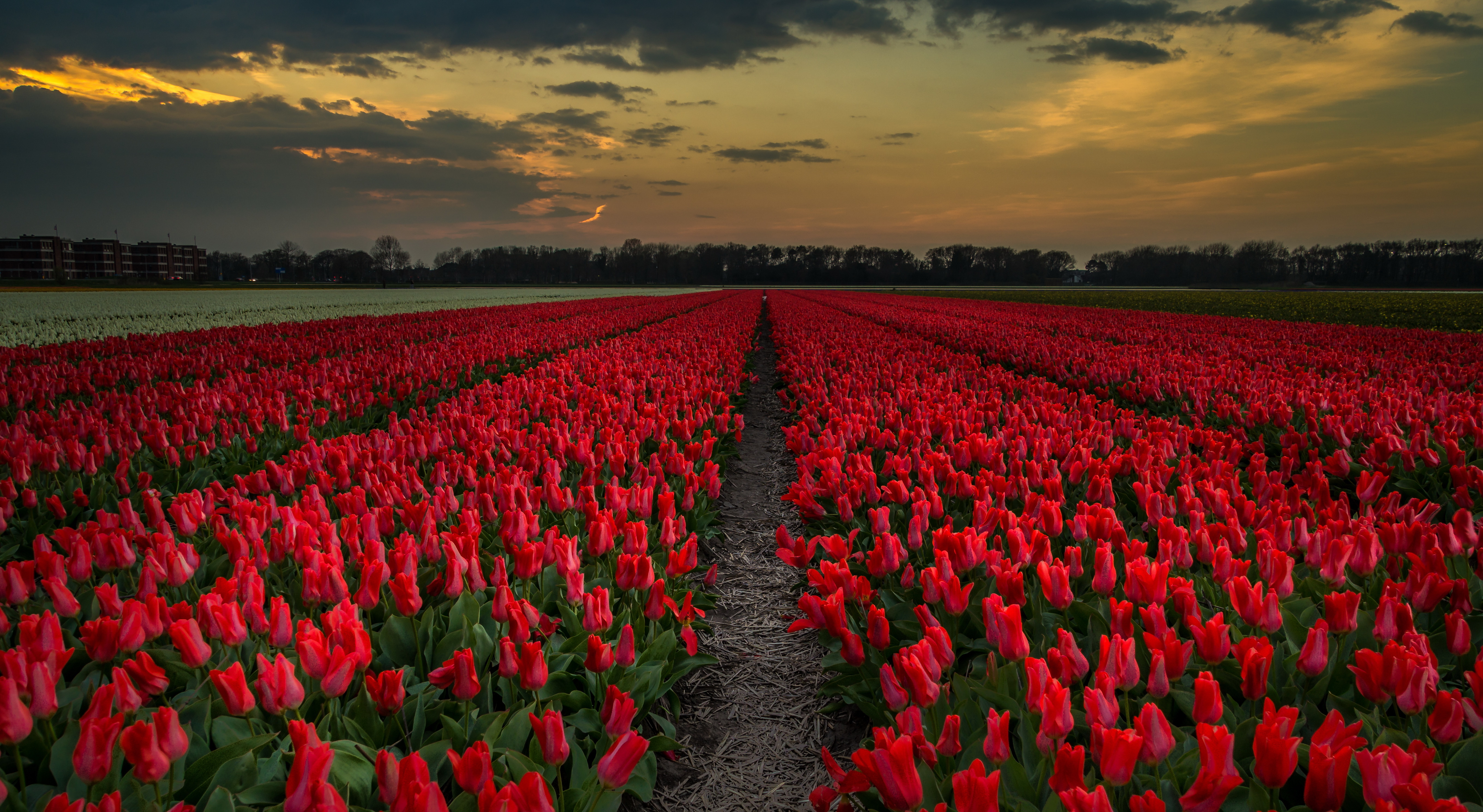 Сколько живут тюльпаны в воде. Тюльпановое поле в Нидерландах. Янтарное тюльпановое поле. Поле красных тюльпанов. Красные тюльпаны.