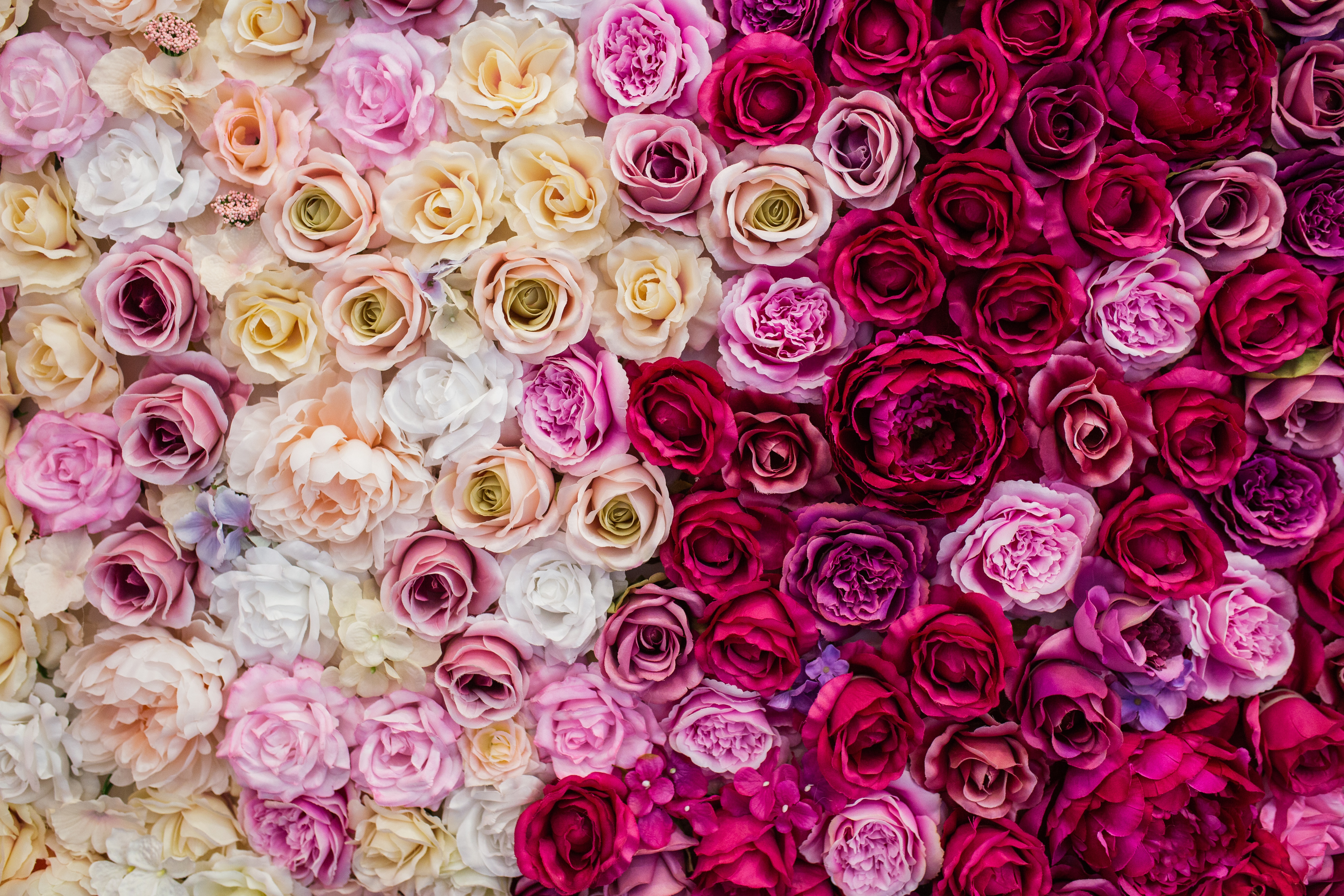 Много роз красивых. Цветочный фон. Розы фон. Розовые цветы. Много цветов.