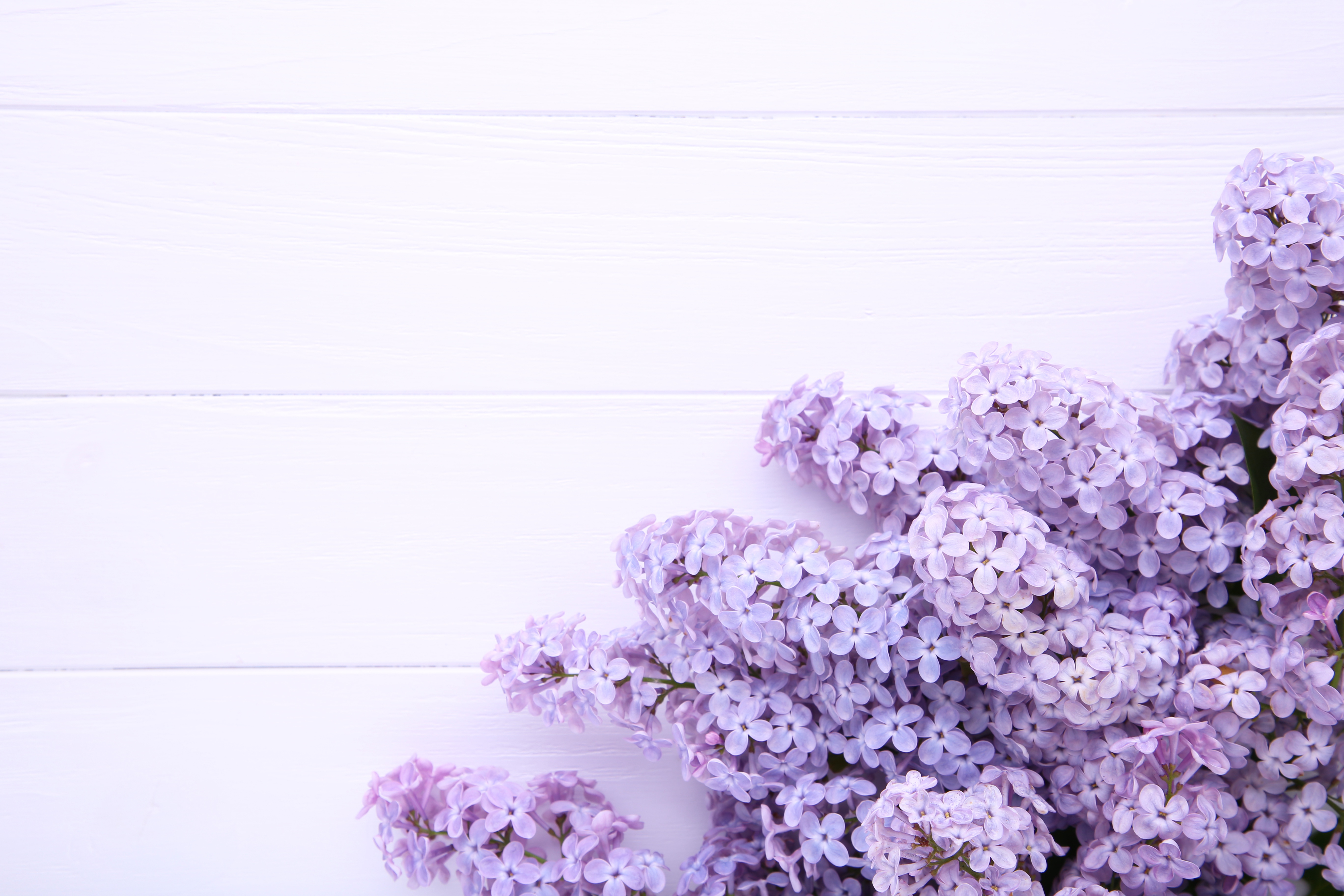 Фиолетовые белые обои. Лилак Фловерс. Сиреневые цветы. Фиолетовые цветы. Розово фиолетовые цветы.