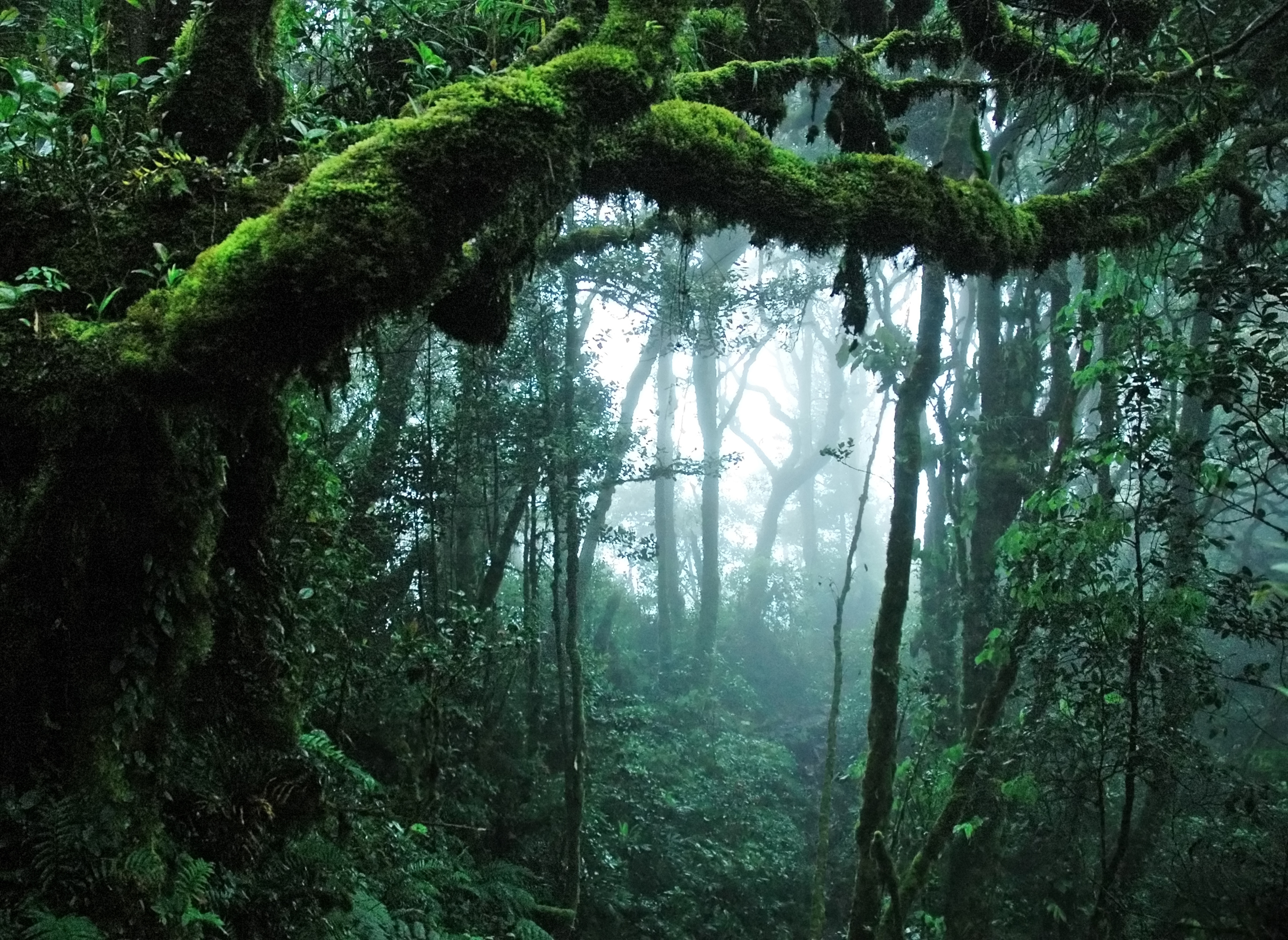 Джунгли. Переменно-влажные леса тигр. What the was like in Rain Forest.