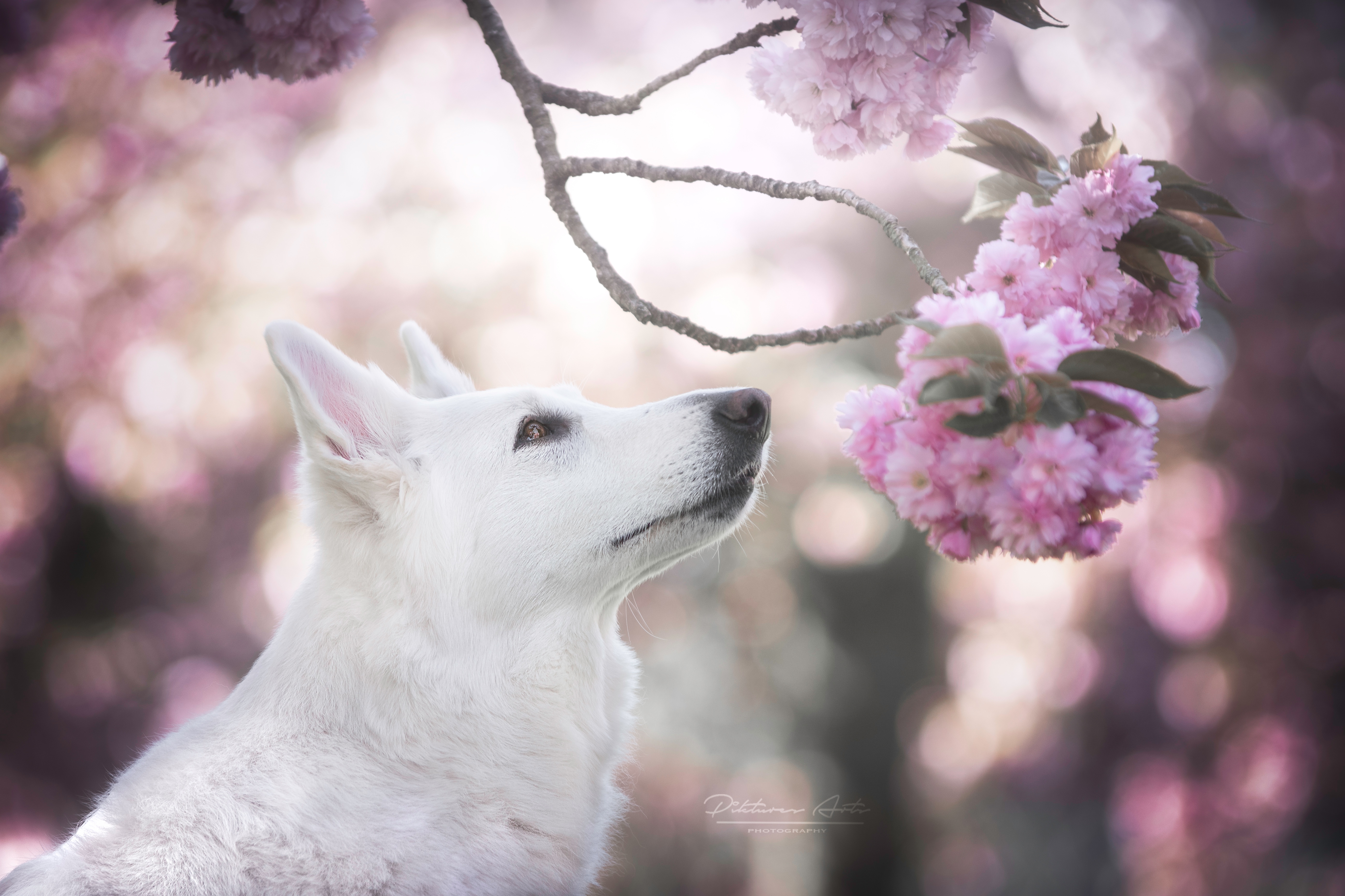 Собаки весной картинки. Белая швейцарская овчарка. Собака весной.