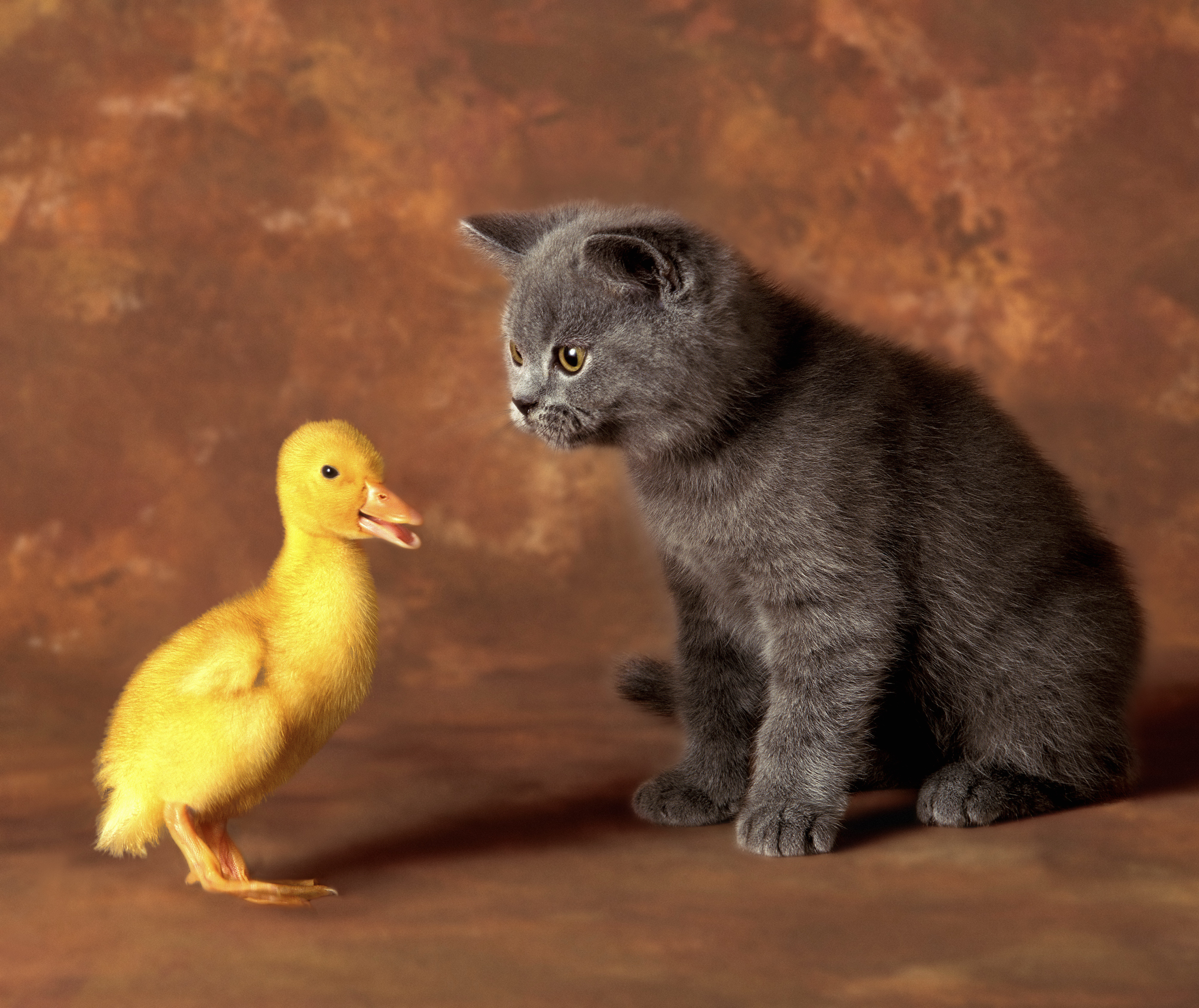 Cat duck. Котенок и цыпленок. Разные домашние животные. Домашние звери. Котенок и утенок.