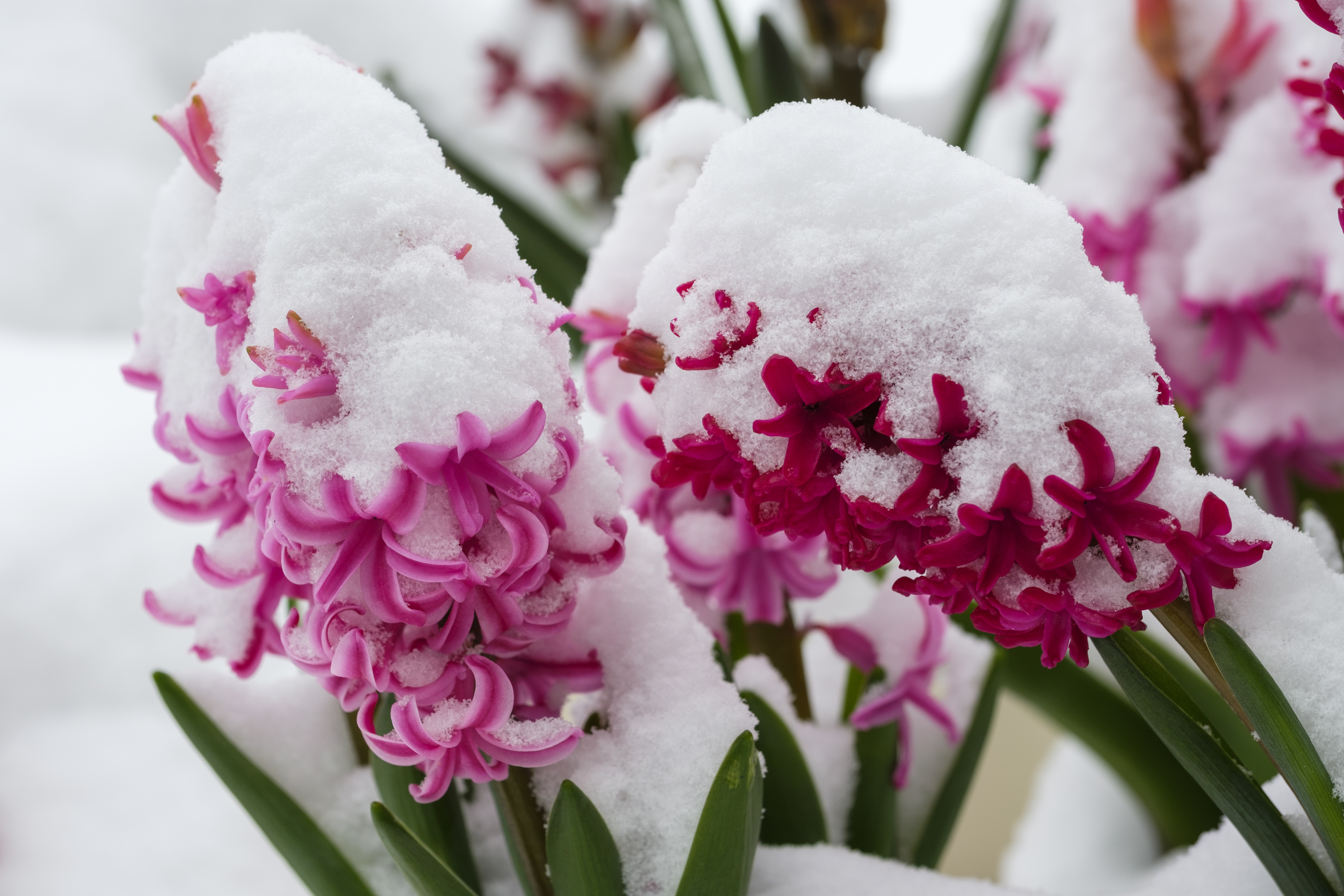 Цветков сугробов. Зимние цветы. Цветы в снегу. Цветы цветущие зимой. Растения цветущие зимой.
