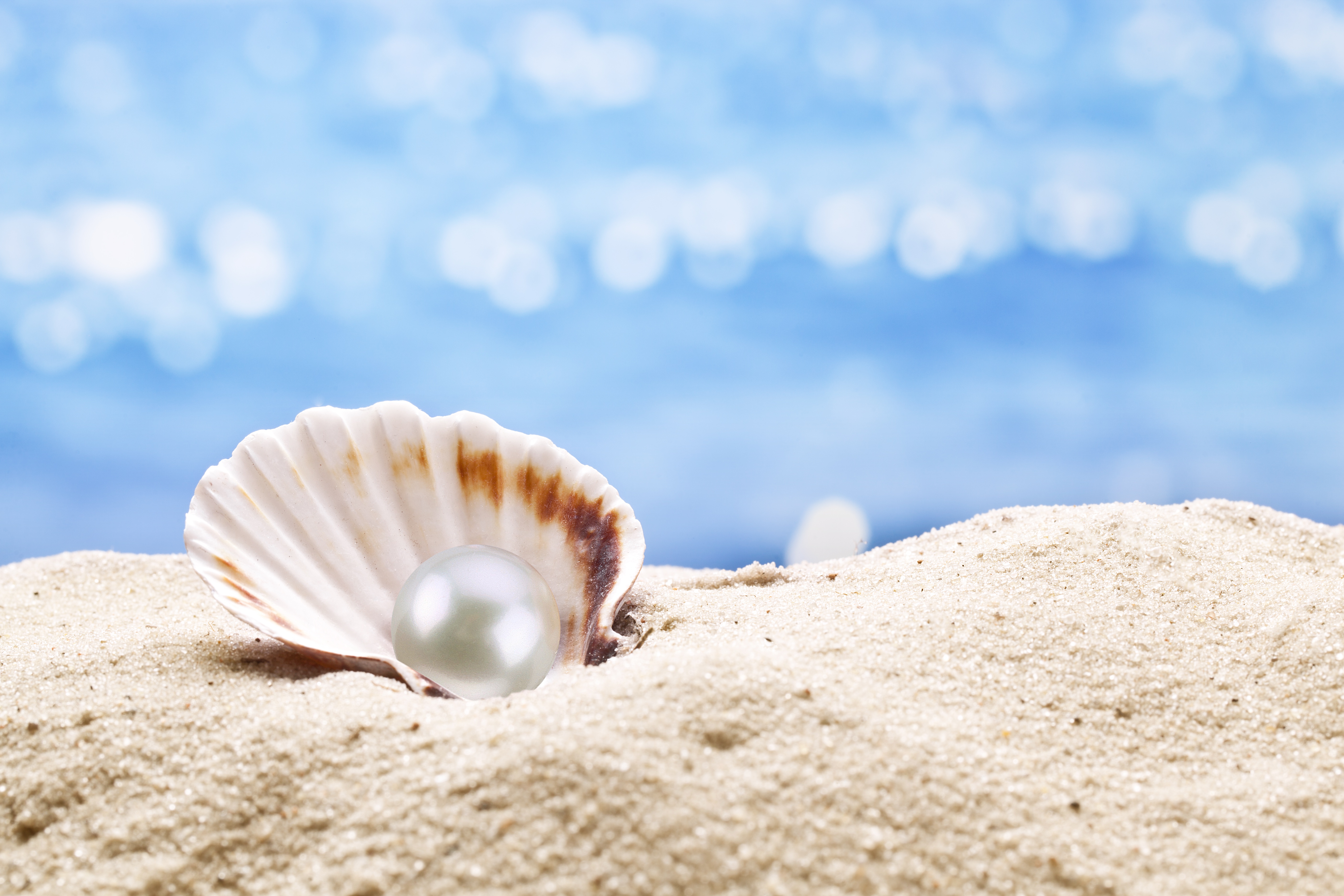 Ракушка на дне. Жемчужина в раковине в море. Seashell Oyster Pearl, Жемчужная раковина,. Красивые морские раковины.