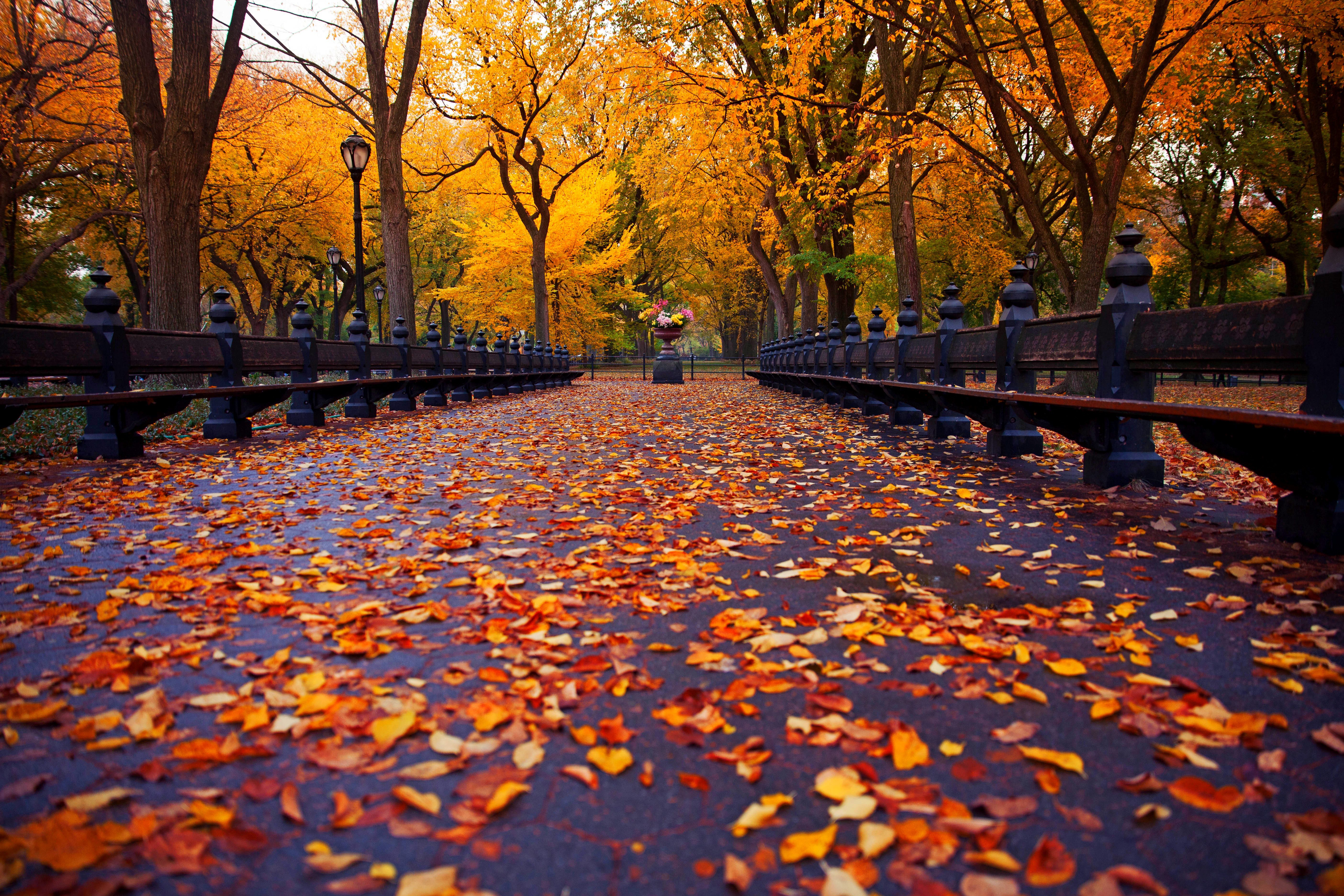 Осенью очень красиво. Central Park New York скамейки. Центральный парк Нью-Йорке осень листопад. Осень парк аллея. Осень в парке.