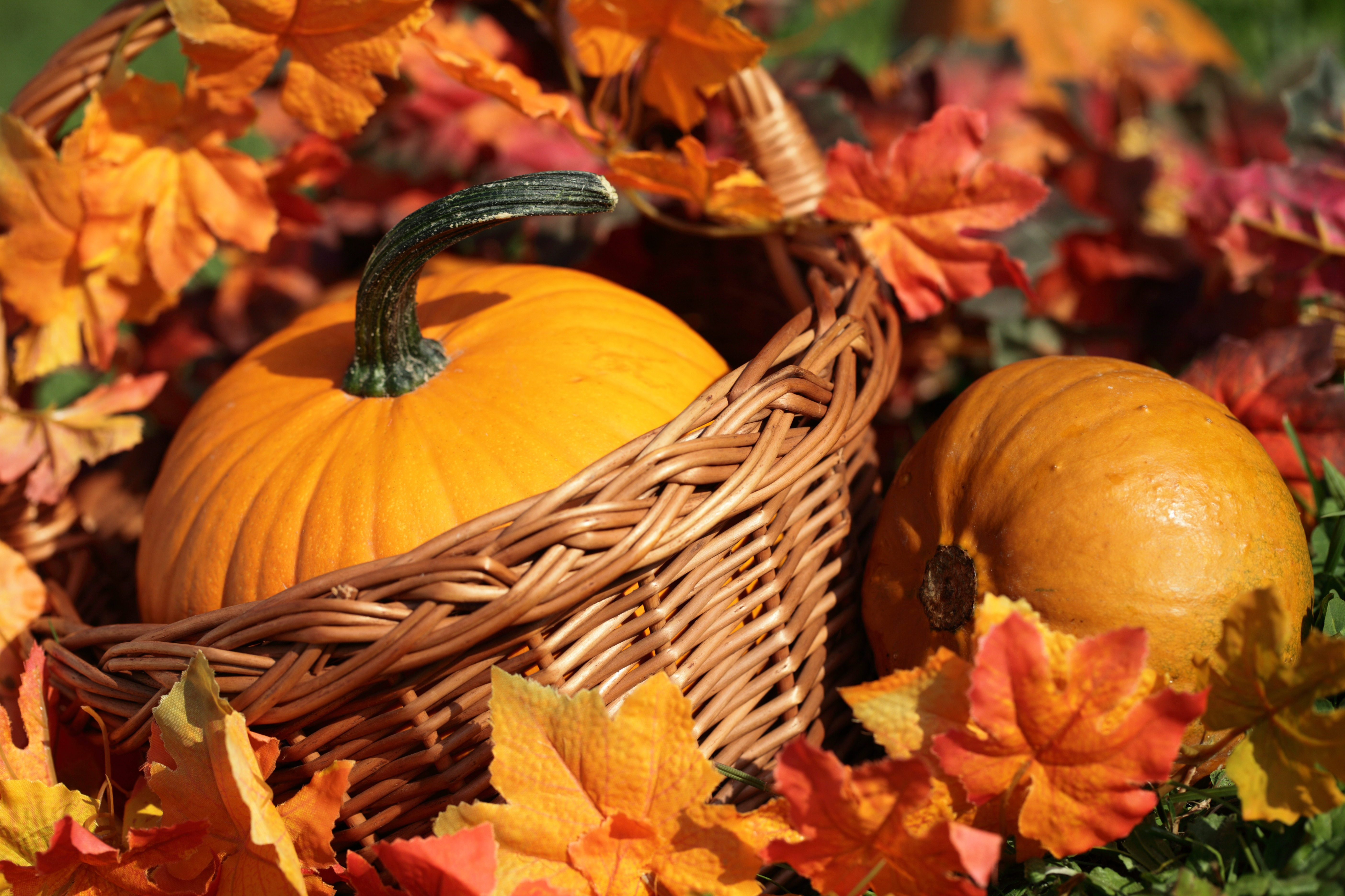 Осенний праздник тыквы. Осень тыквы. Осенние овощи. Дары осени картинки. Осенние дары природы.