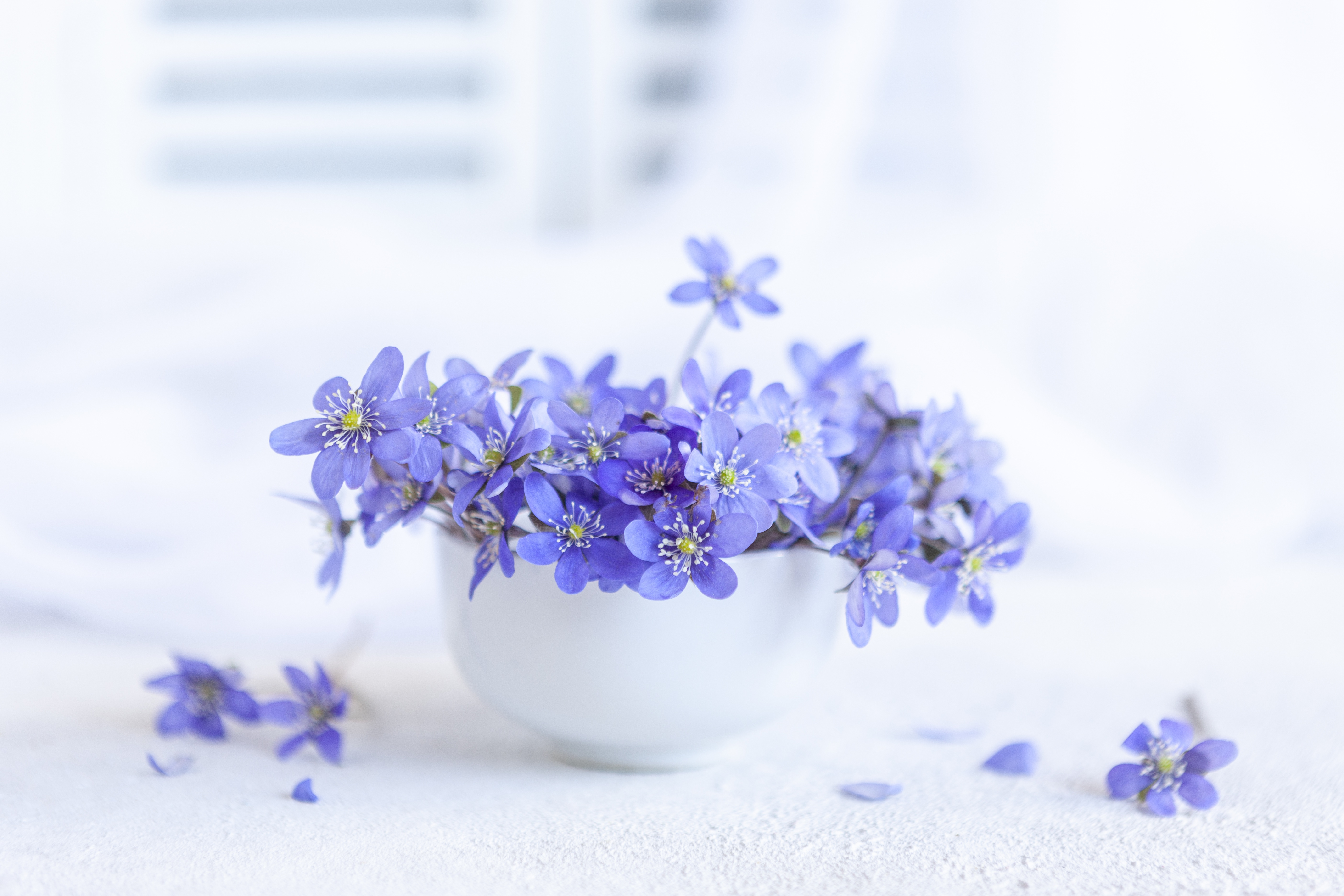 С днем рождения незабудки. Весенние цветы. Красивые весенние цветы. Синие весенние цветы. Нежный цветок.