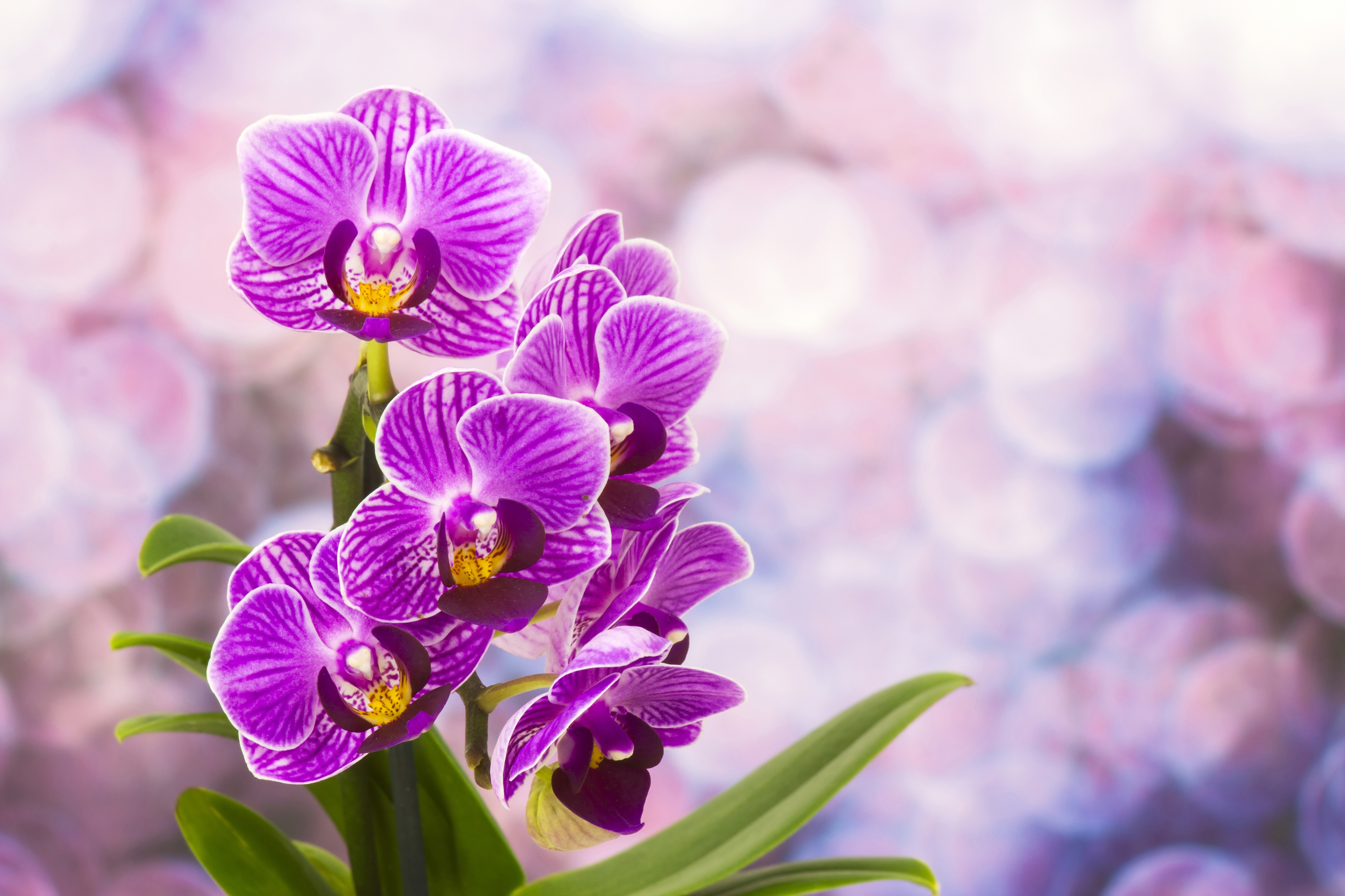 Flowers orchids. Фаленопсис сиреневый. Орхидея Лавандовая. Фиолетовые цветы. Сиреневые цветы.