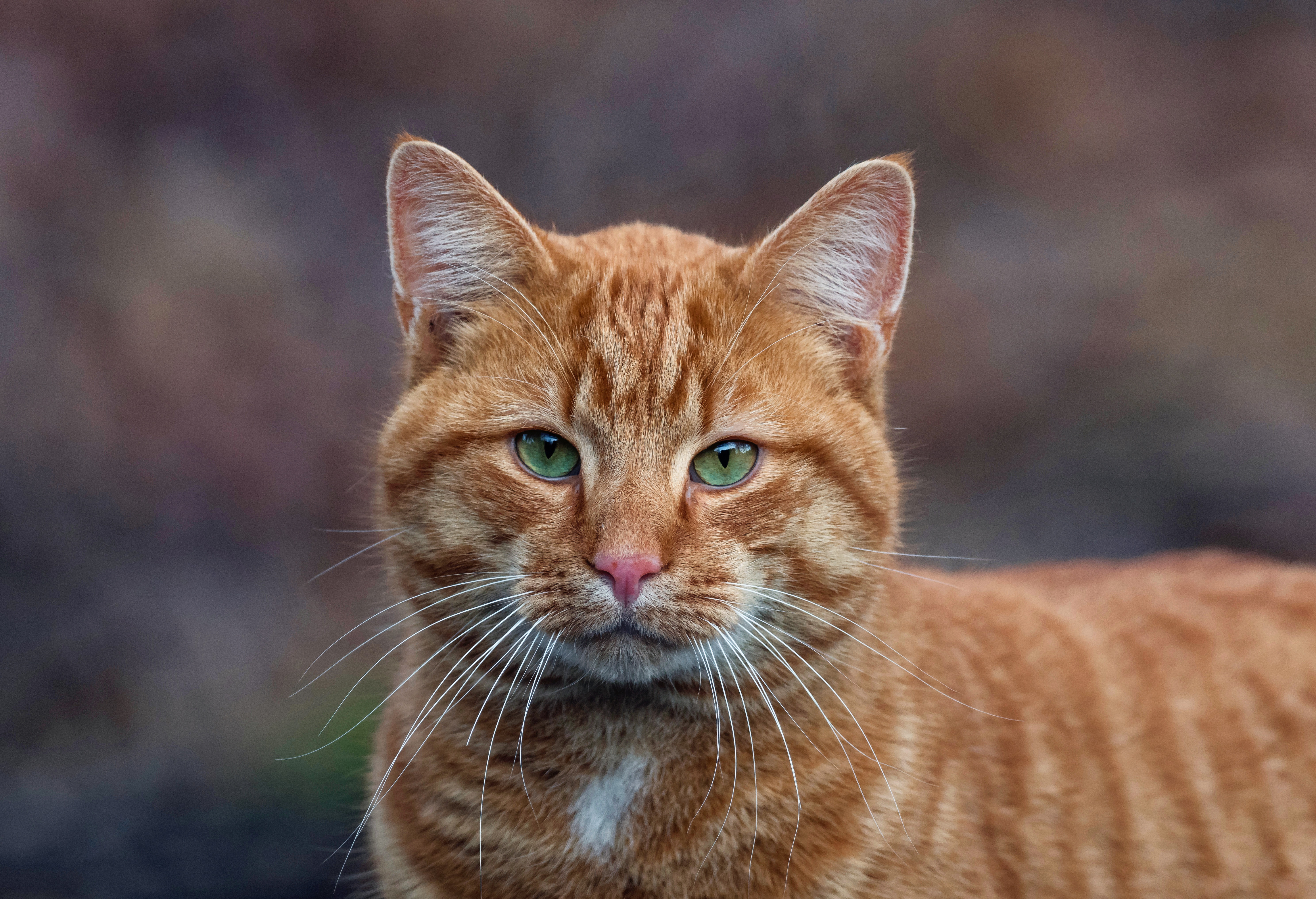 Рыжая полосатая кошка. Сибирский гладкошерстный рыжий кот. Сибирский гладкошерстный рыжий полосатый кот. Европейский короткошерстный кот рыжий. Рыжий полосатый кот порода.