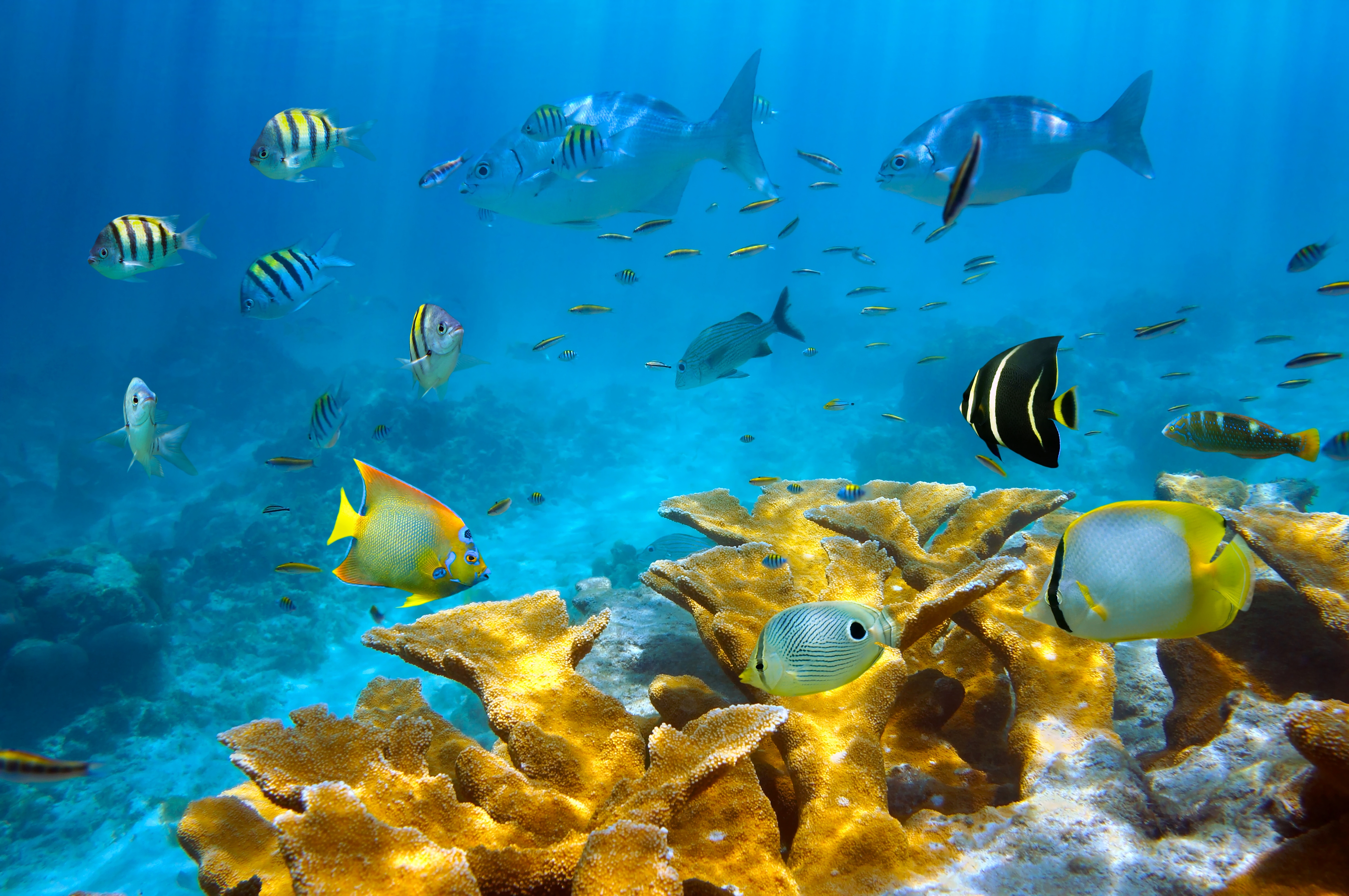 Обои на стол рыбки. Шарм-Эль-Шейх море. Подводный мир океана. Подводные обитатели океана. Рыбки в море.