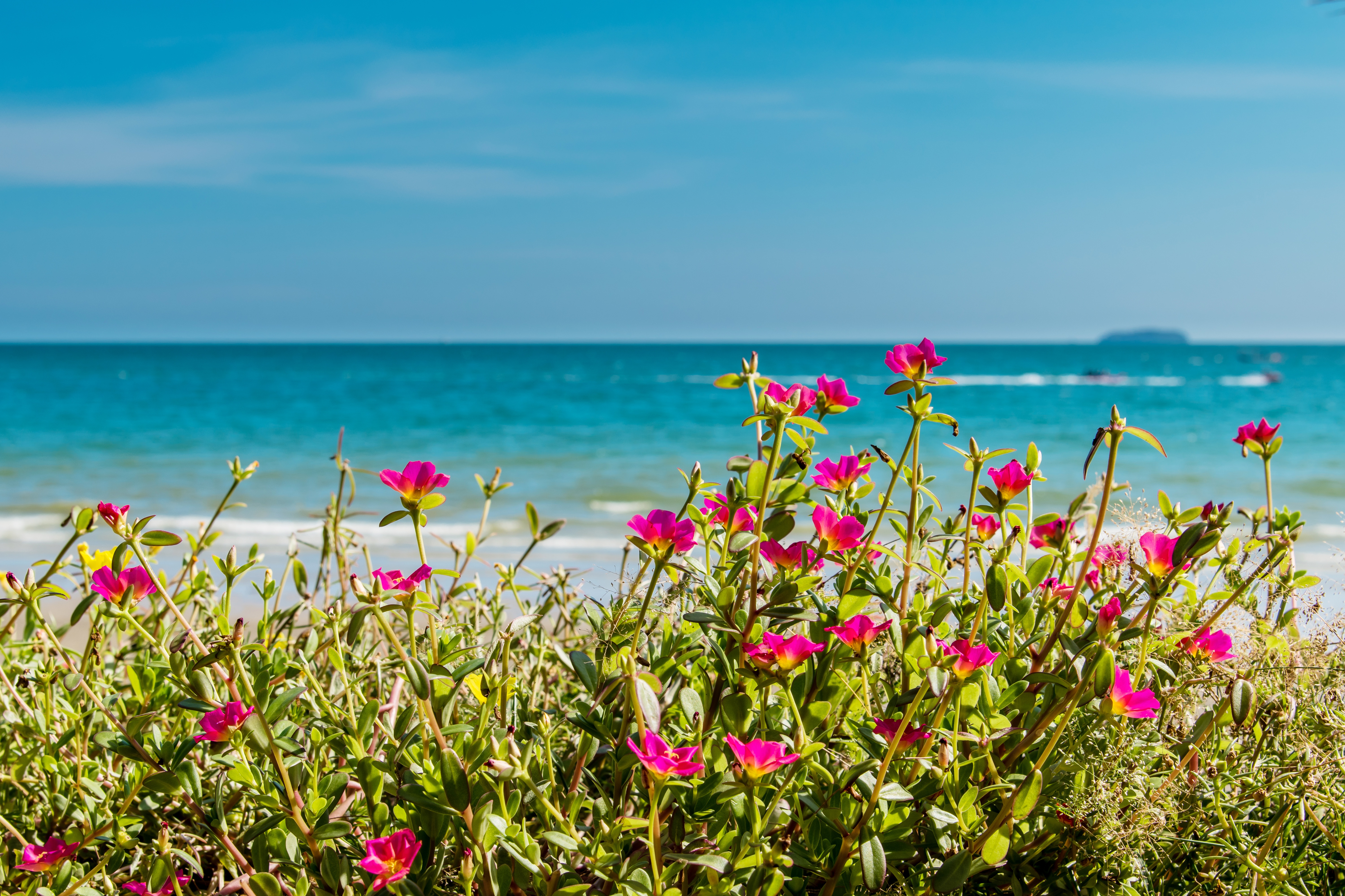 Яркие цветы на море. Цветы морского побережья. Море цветов. Цветы на фоне моря. Цветы море солнце.