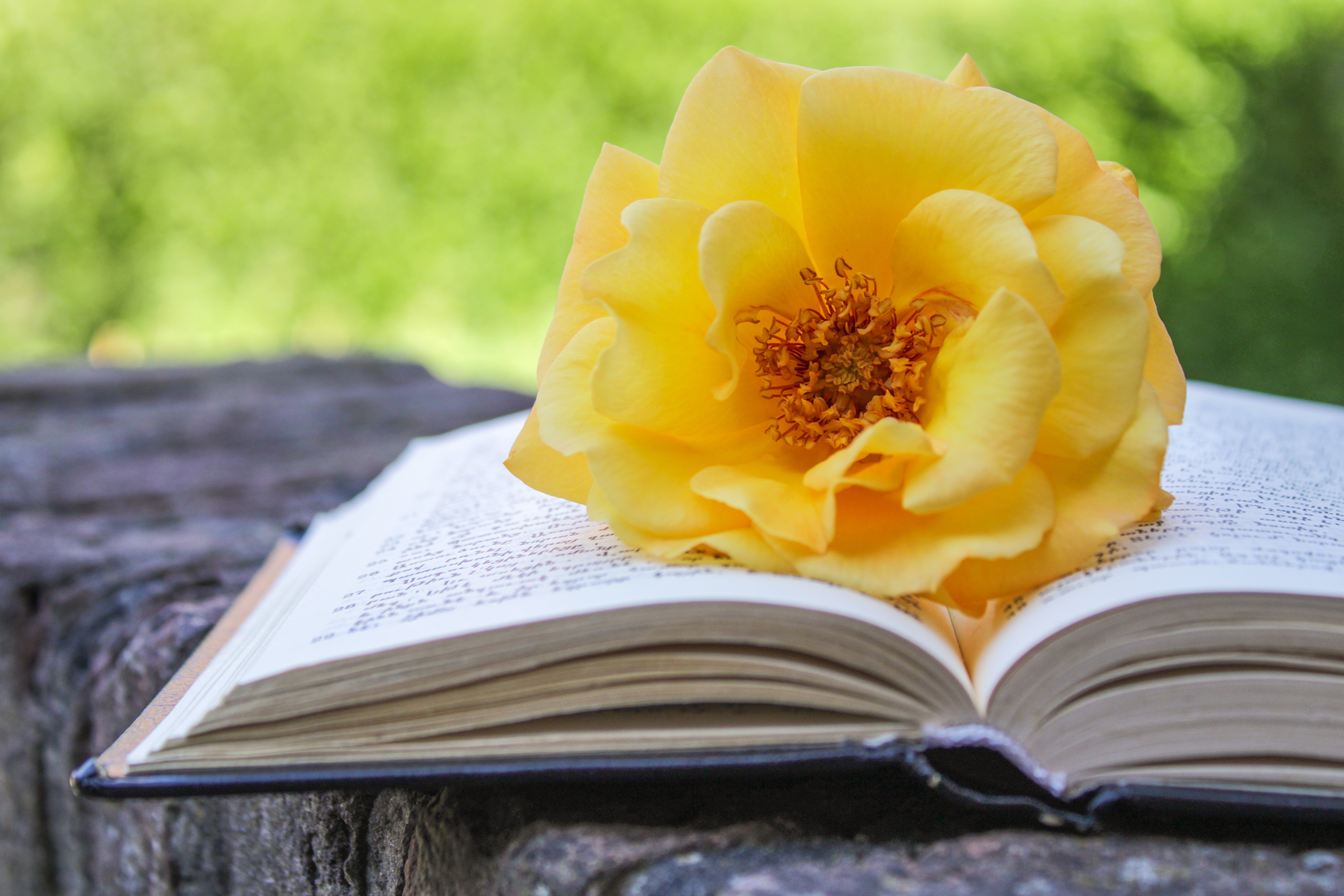 Книга цвет жизни. Книга цветы. Книга с цветами. Книга с желтой обложкой. Книги картинки.