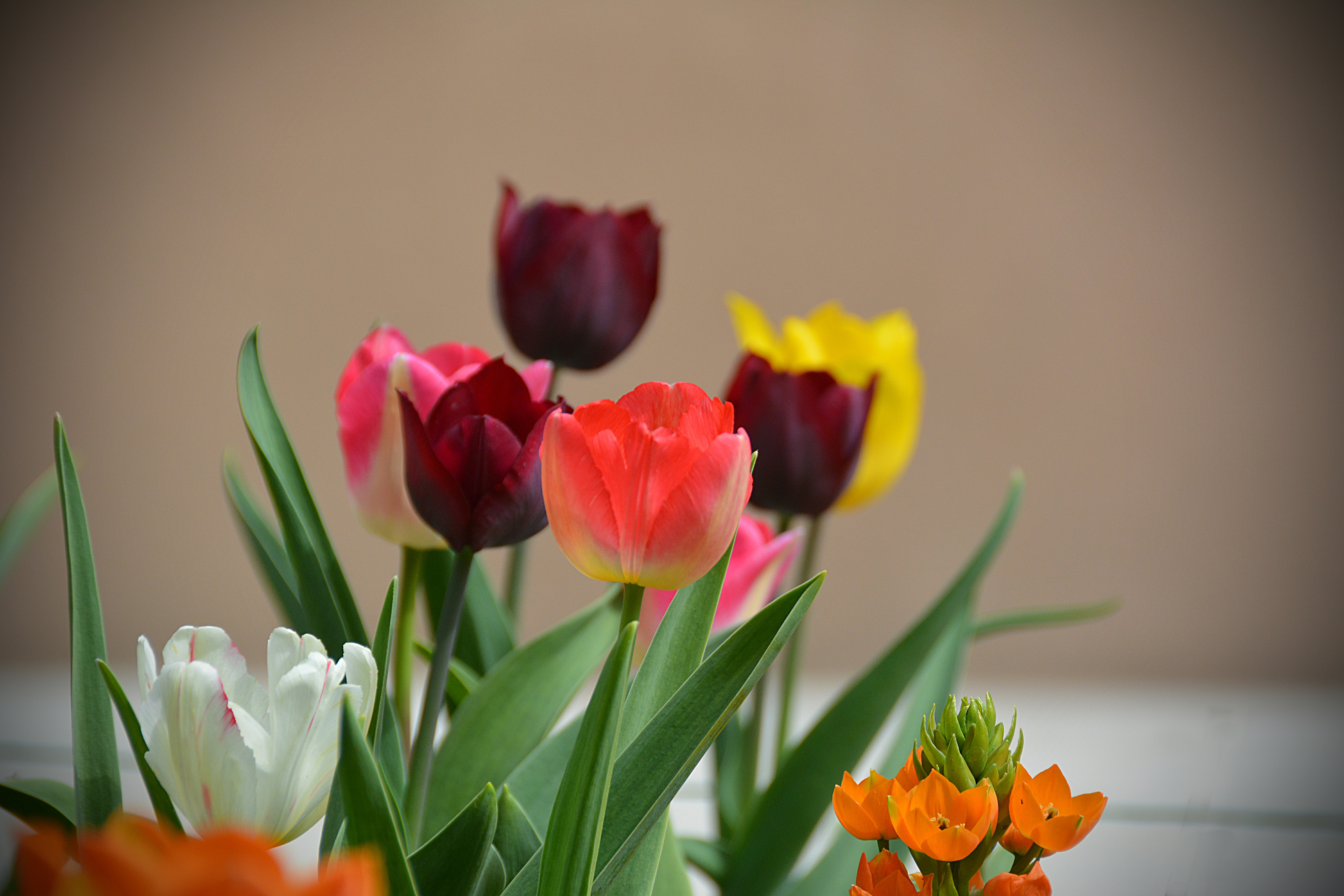 Весенние тюльпаны картинки красивые. Цветы тюльпаны. Весенние цветы тюльпаны. Тюльпаны разноцветные.