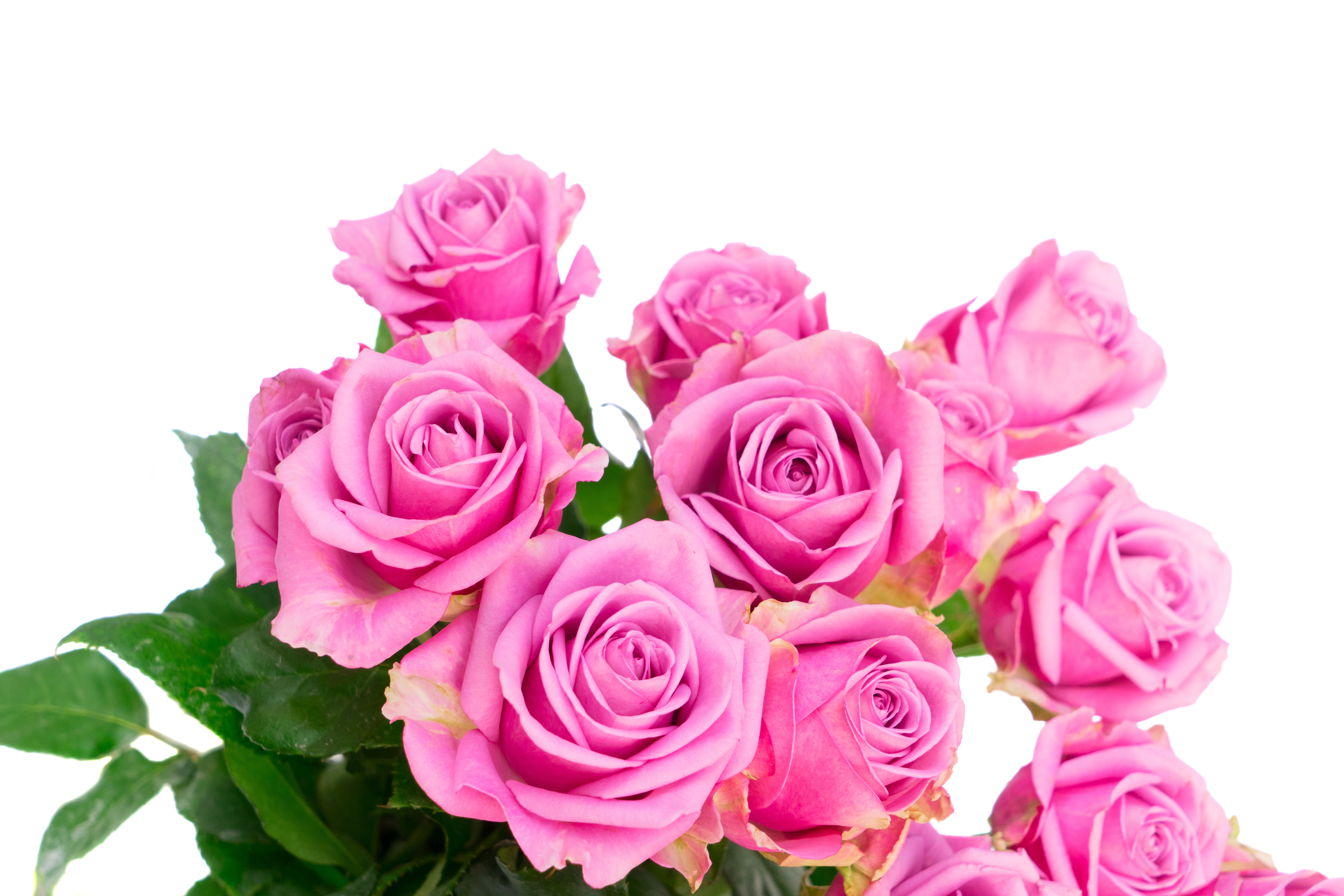 Розые розы. Розы Пинк Фловерс. Розовые розы Пинк Фловер. Куст розы.