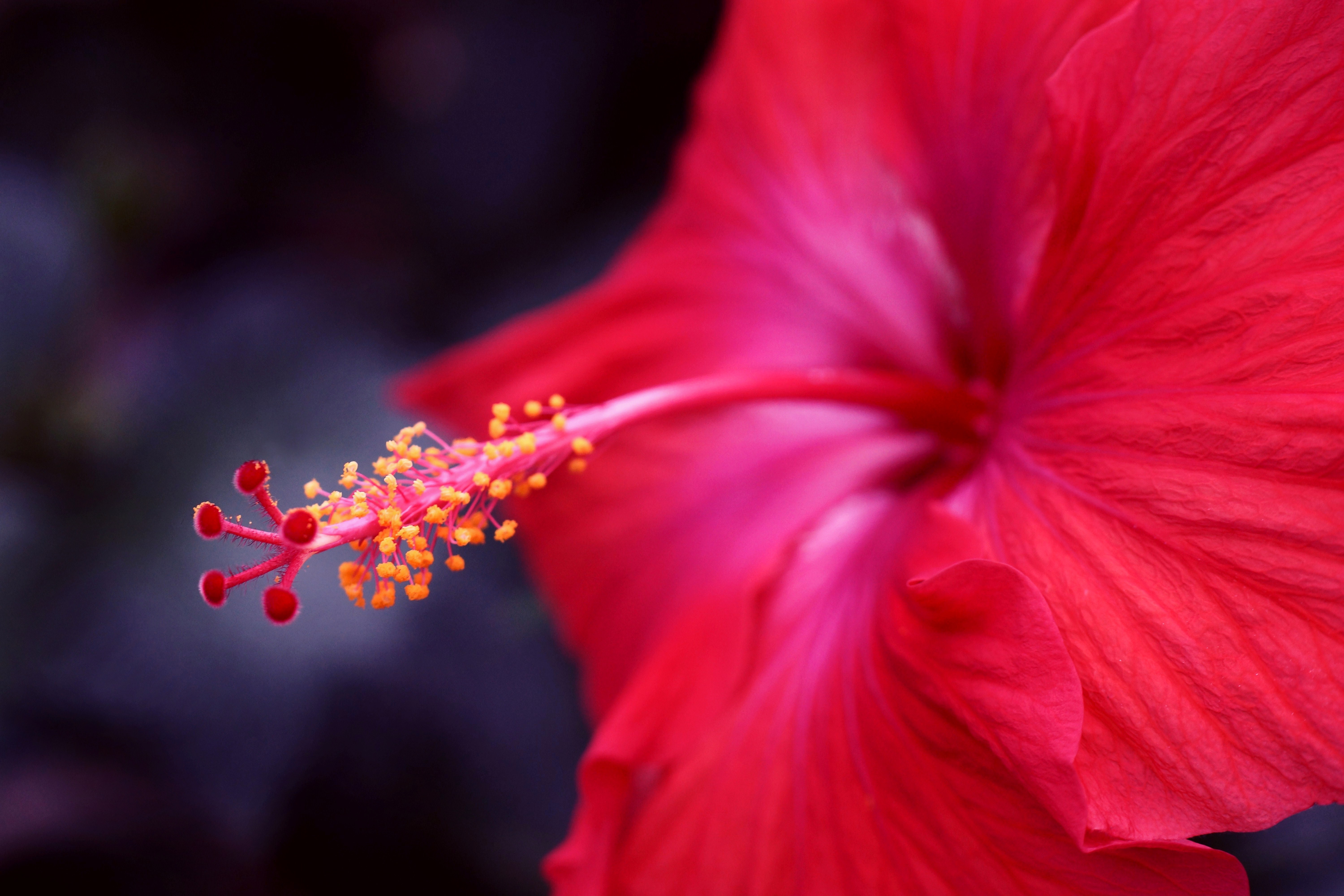 Симпатичный цветок. Гибискус ярко-красный. Цветок гибискуса. Гибискус красный. Гибискус Unforgettable.