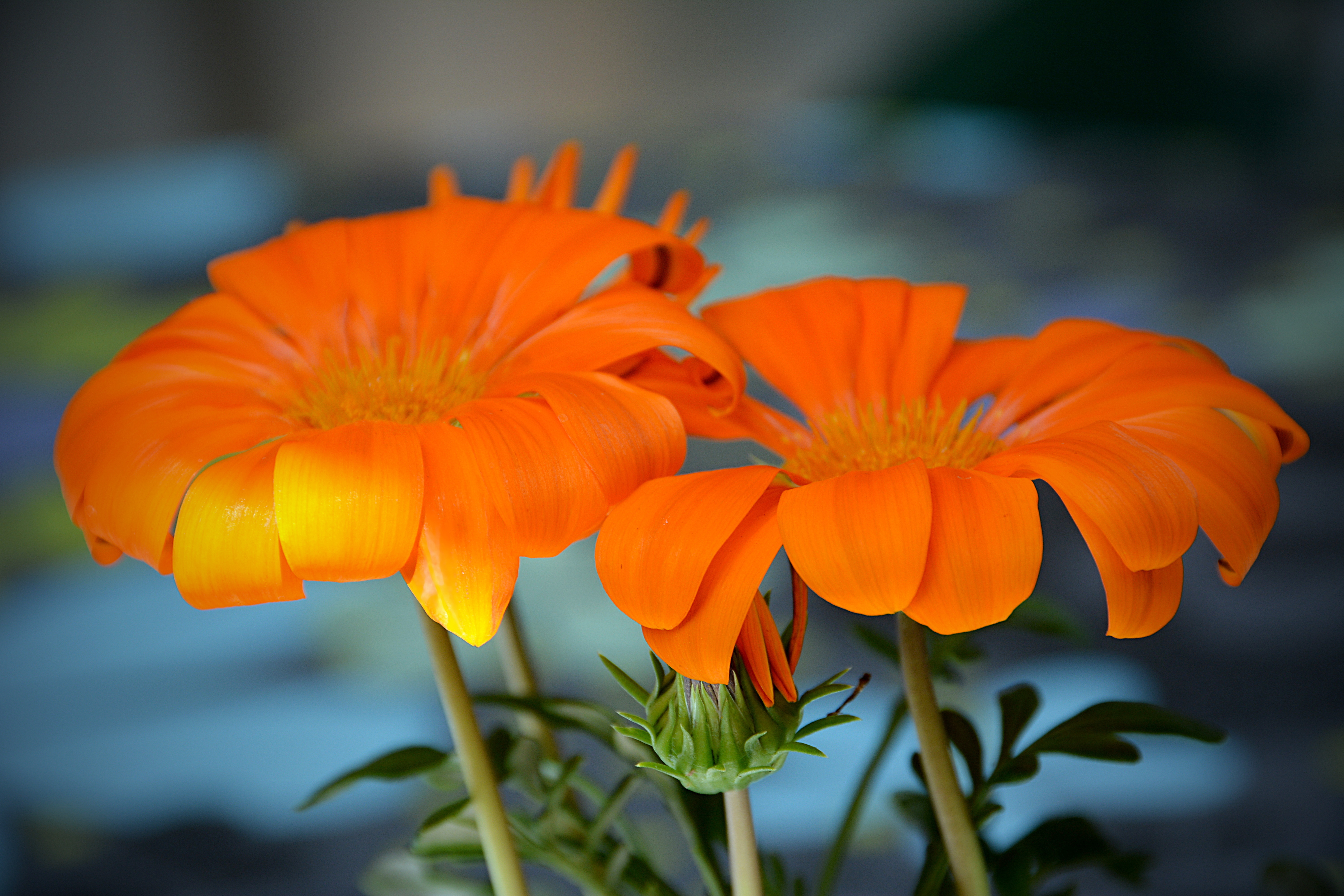 Orange flowers. Примула гетор Тагетес оранж. Светолюбивые цветы оранжевые. Сочинский цветок оранжевый.