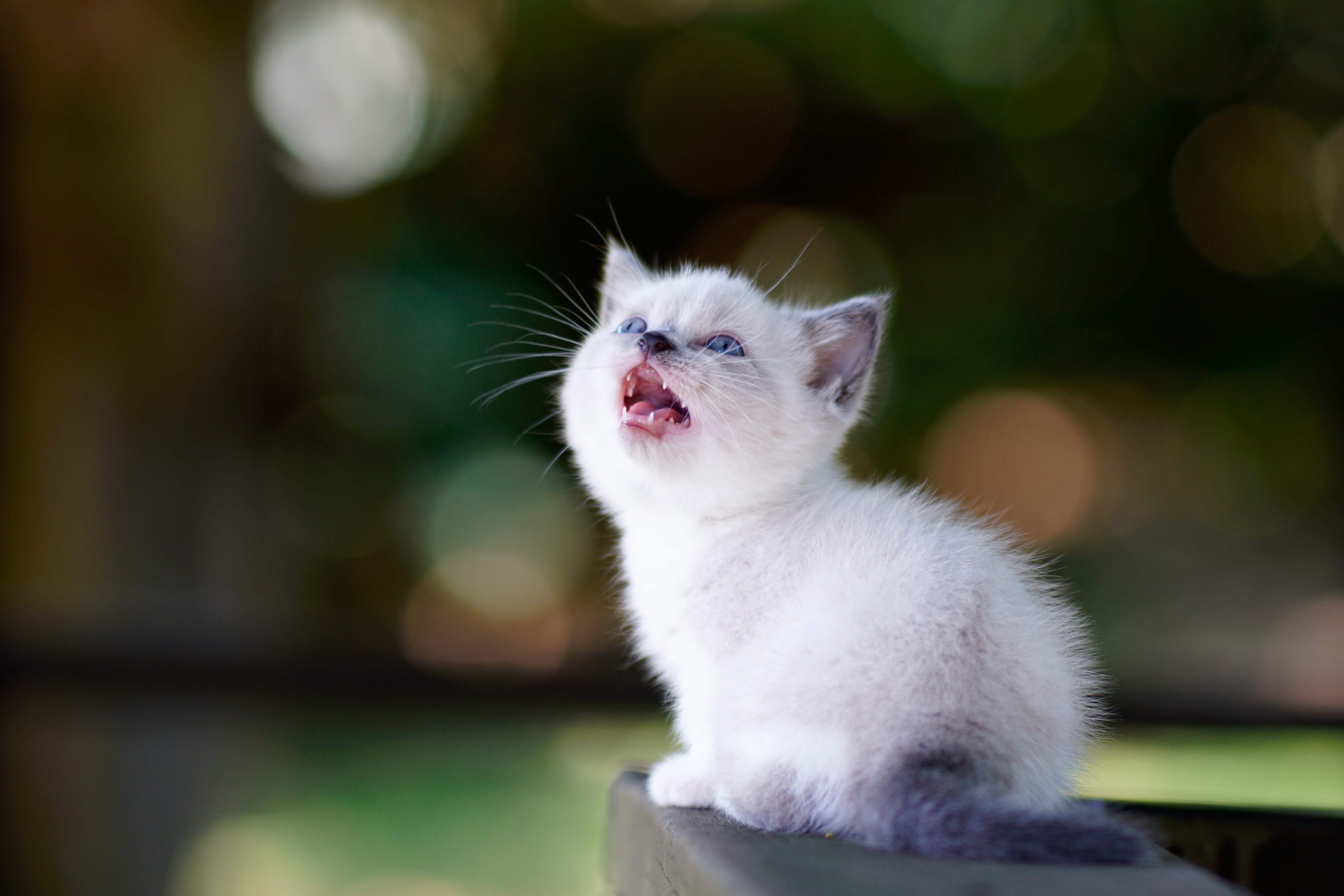 Кошки пищат звуки. Котенок. Белый котенок. Котенок мяукает. Маленькие котики.