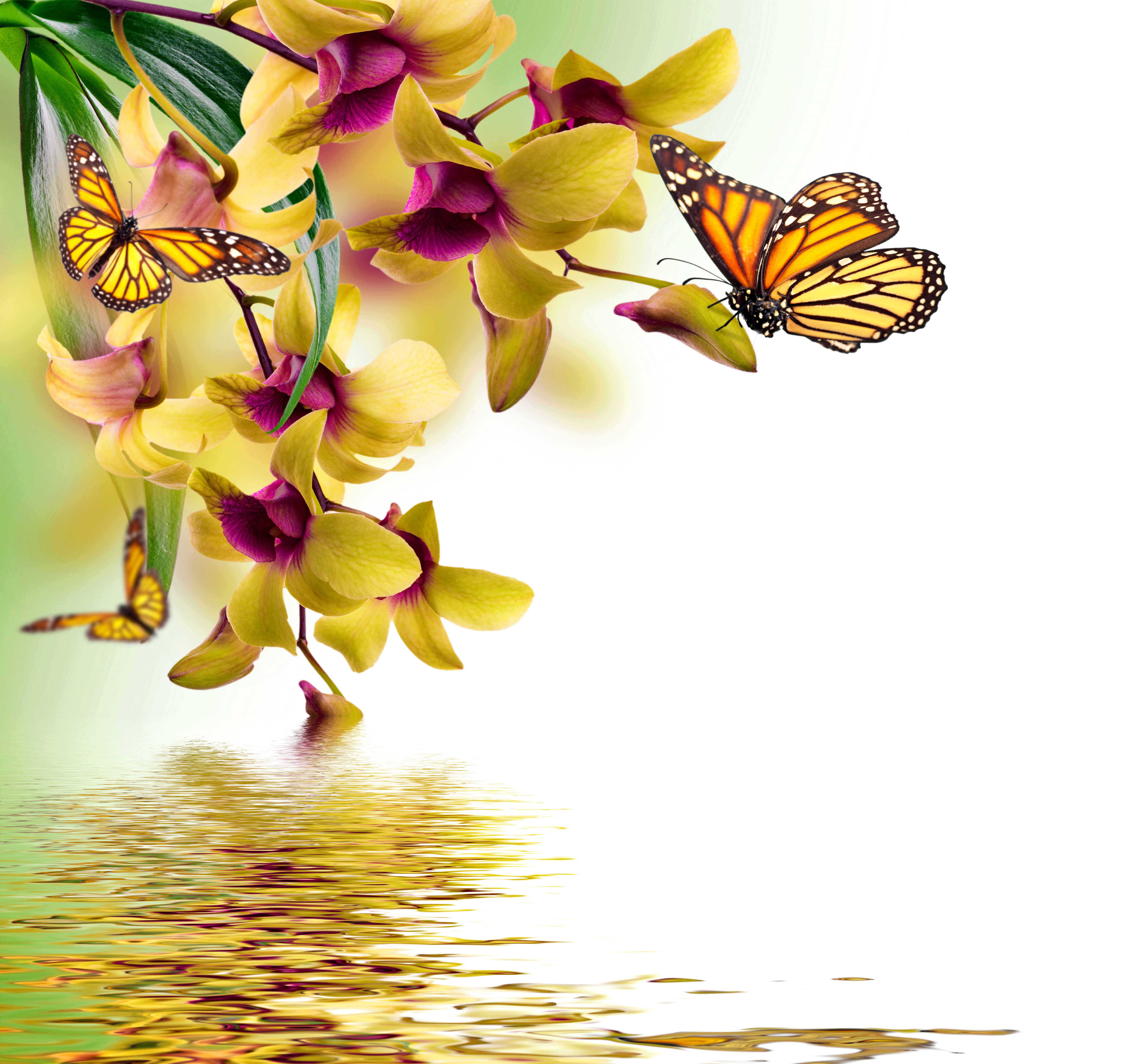 Wallpaper butterfly, flowers, yellow, Orchid, water, flowers