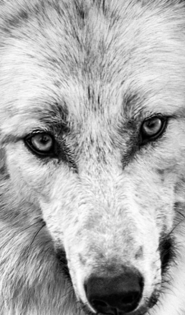 Download Wallpaper Nature, Predator, Animal, Wolf, Wildlife, Portrait ...