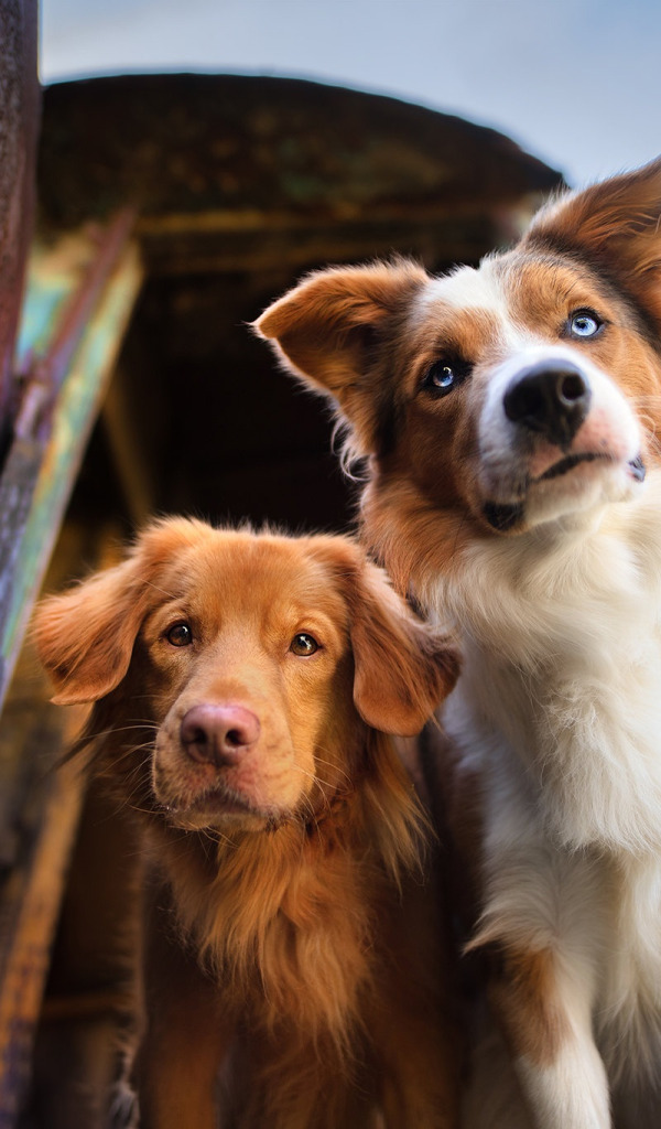 Nova scotia duck tolling best sale retriever border collie mix