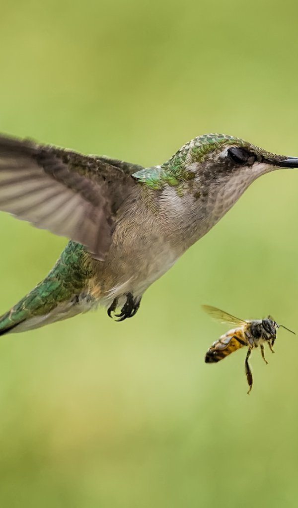 Hummingbird Catching Insect In Flight Download wallpaper Hummingbird, in flight, insect, bee, bird, section ...