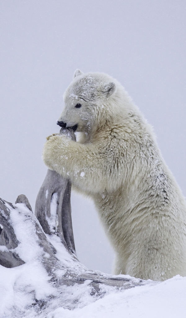 Snowy bear. Белый медведь. Снежный медведь. Белый Медвежонок в снегу. Белый медведь на Снежном.