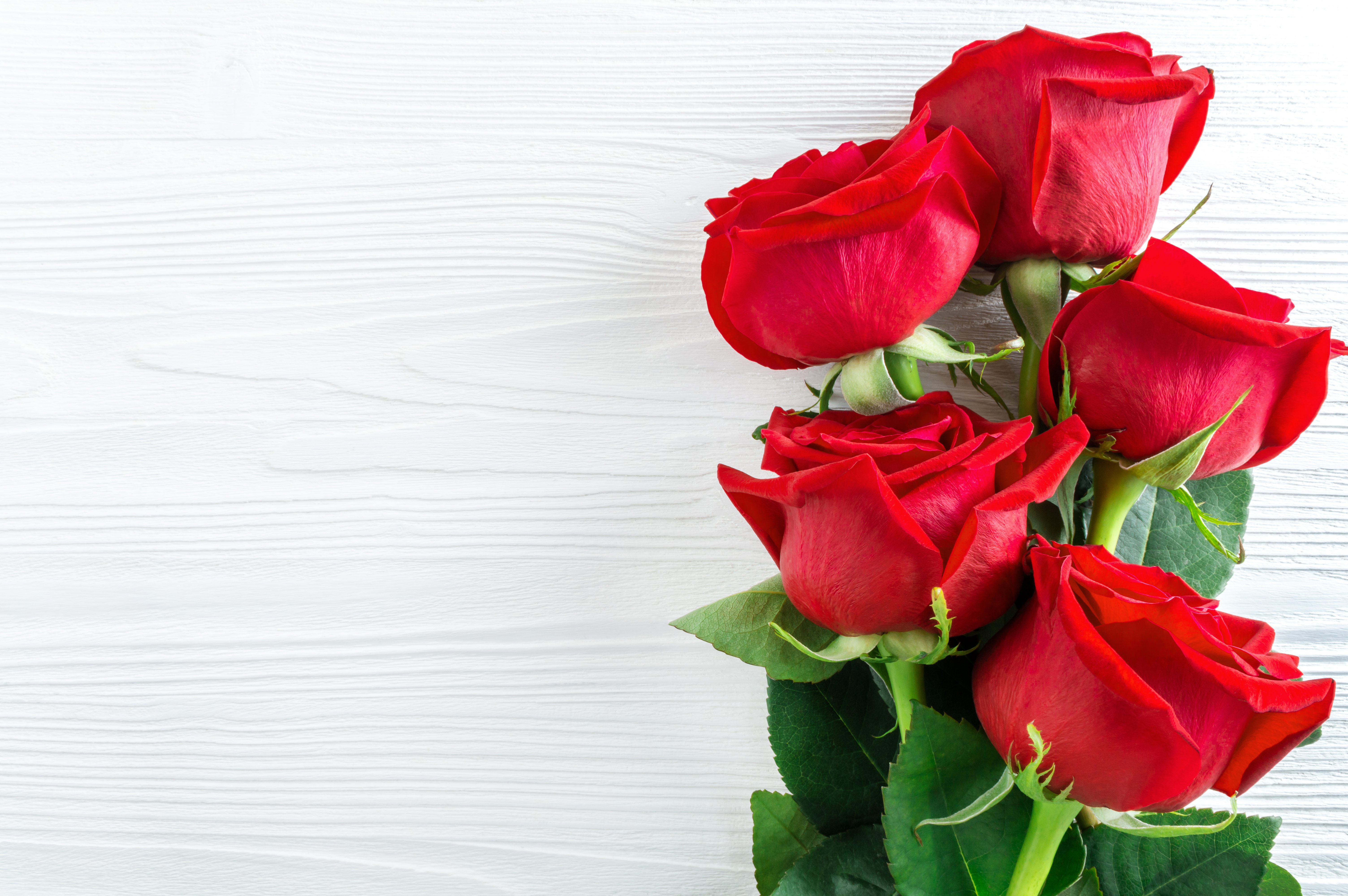 Поздравления женщине без стихов. С днём рождения женщине красивые поздравления. Фон цветы. Красный цветок. Розы фон.