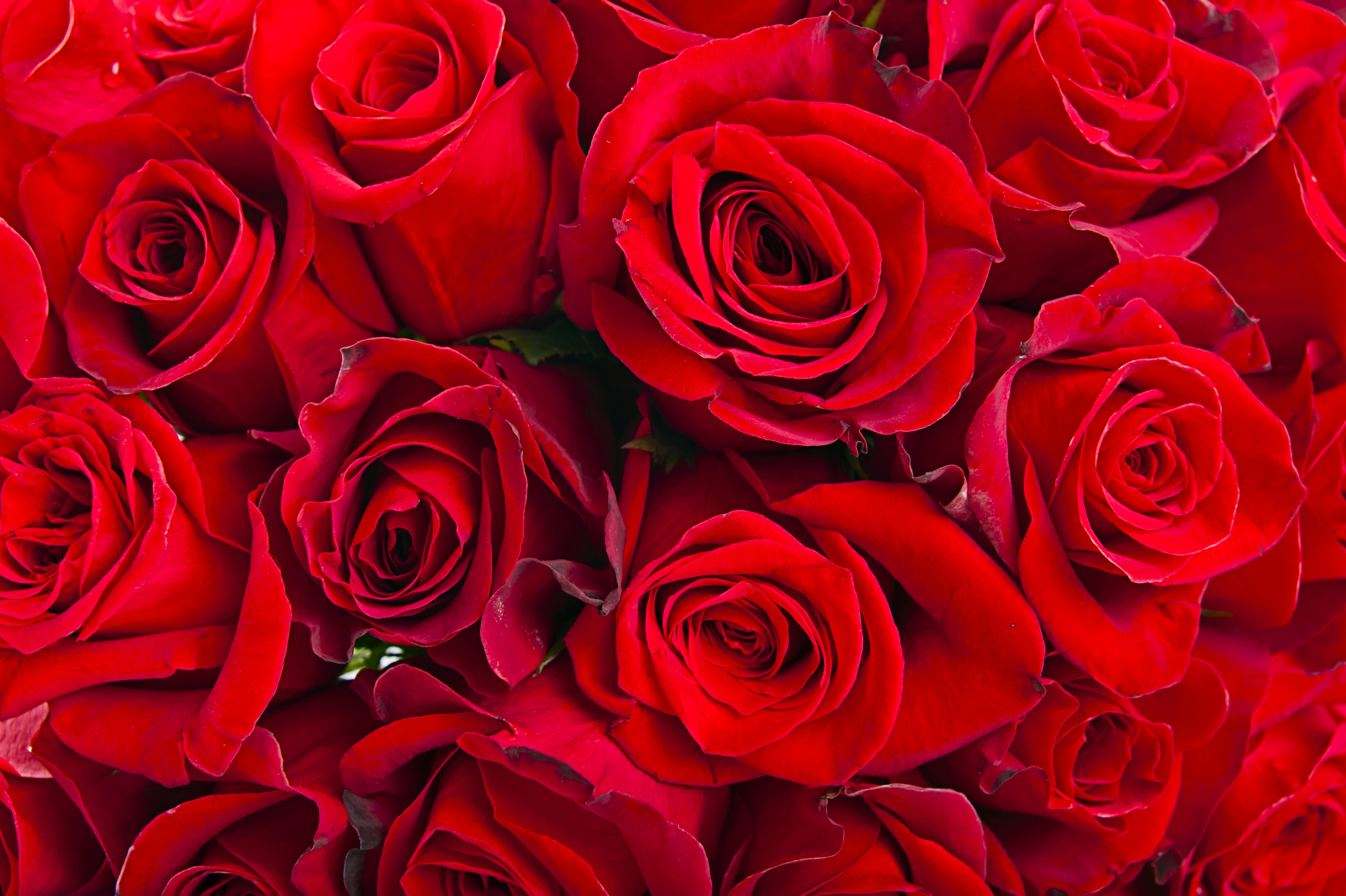 Фото красных роз