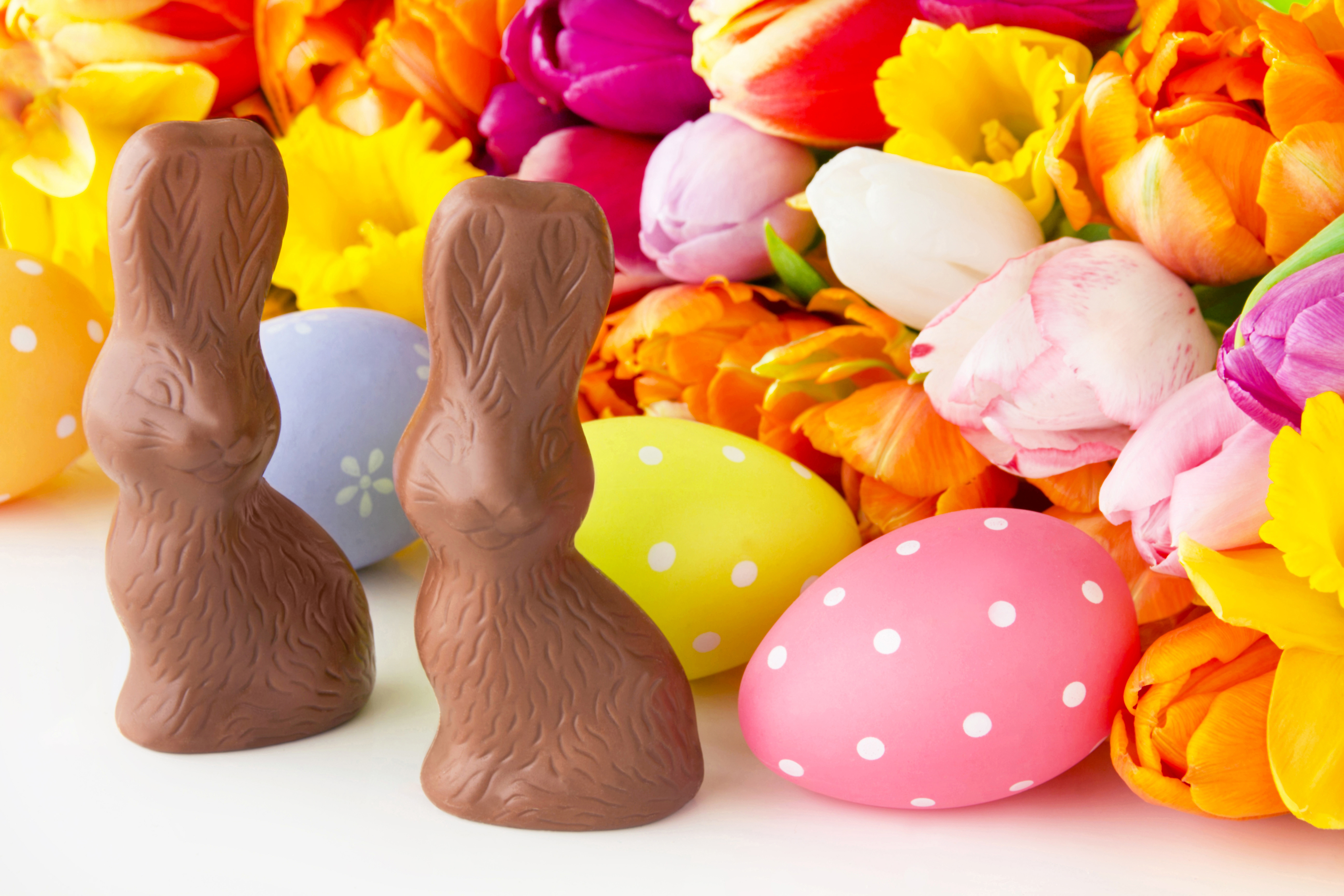 Пасхальный шоколад. Пасха яйца тюльпаны. Шоколадные яйца на Пасху. Шоколадный Пасхальный кролик. Шоколад на Пасху.