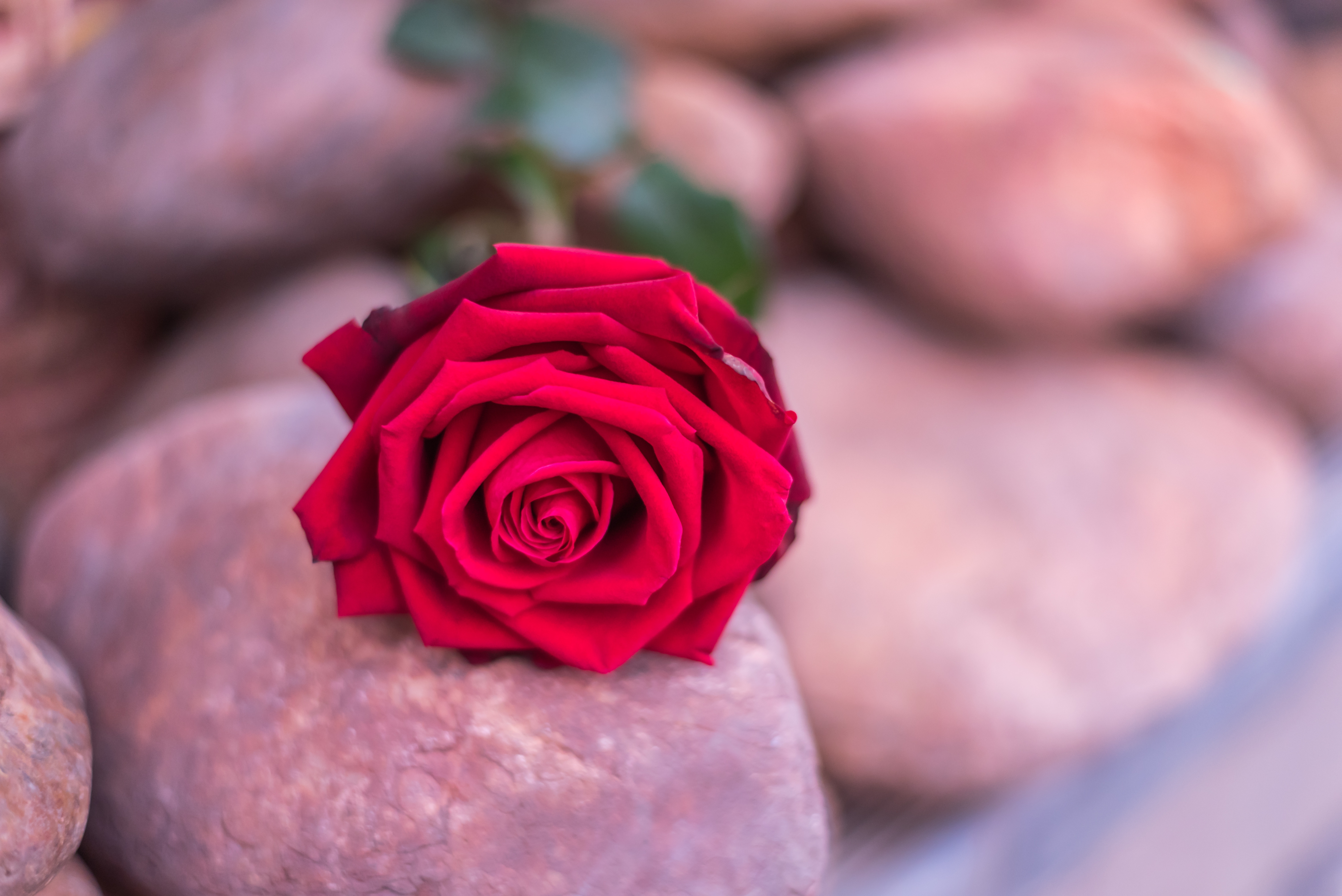 Половые розочки. Букет роз на Камне. Букет роз из камня. Розы на камнях. Красивые розы на камнях.