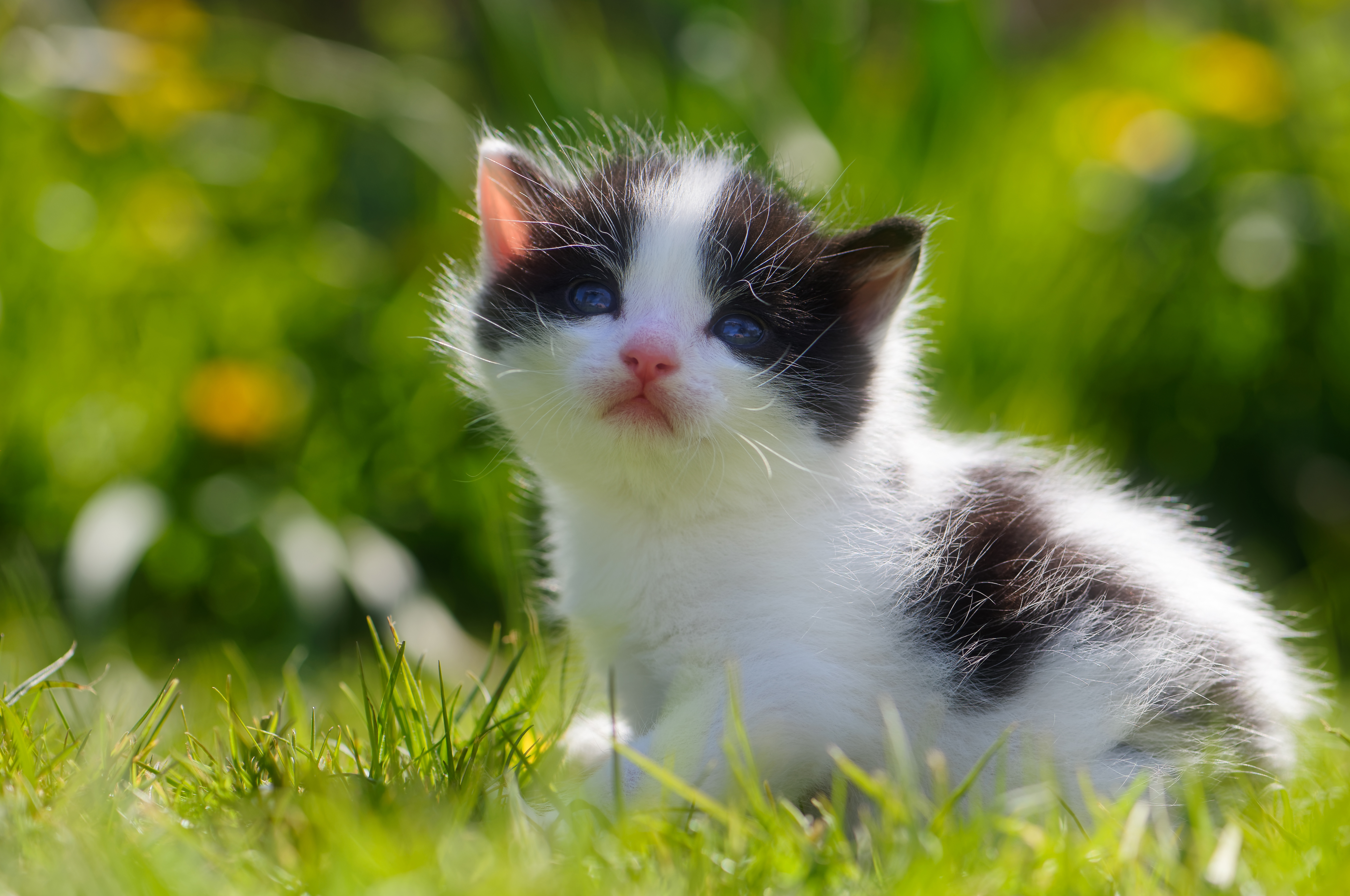 Маленький черный белый котенок. Милые котики. Котята черно белые пушистые. Кошки маленькие. Котенок черно-белый.