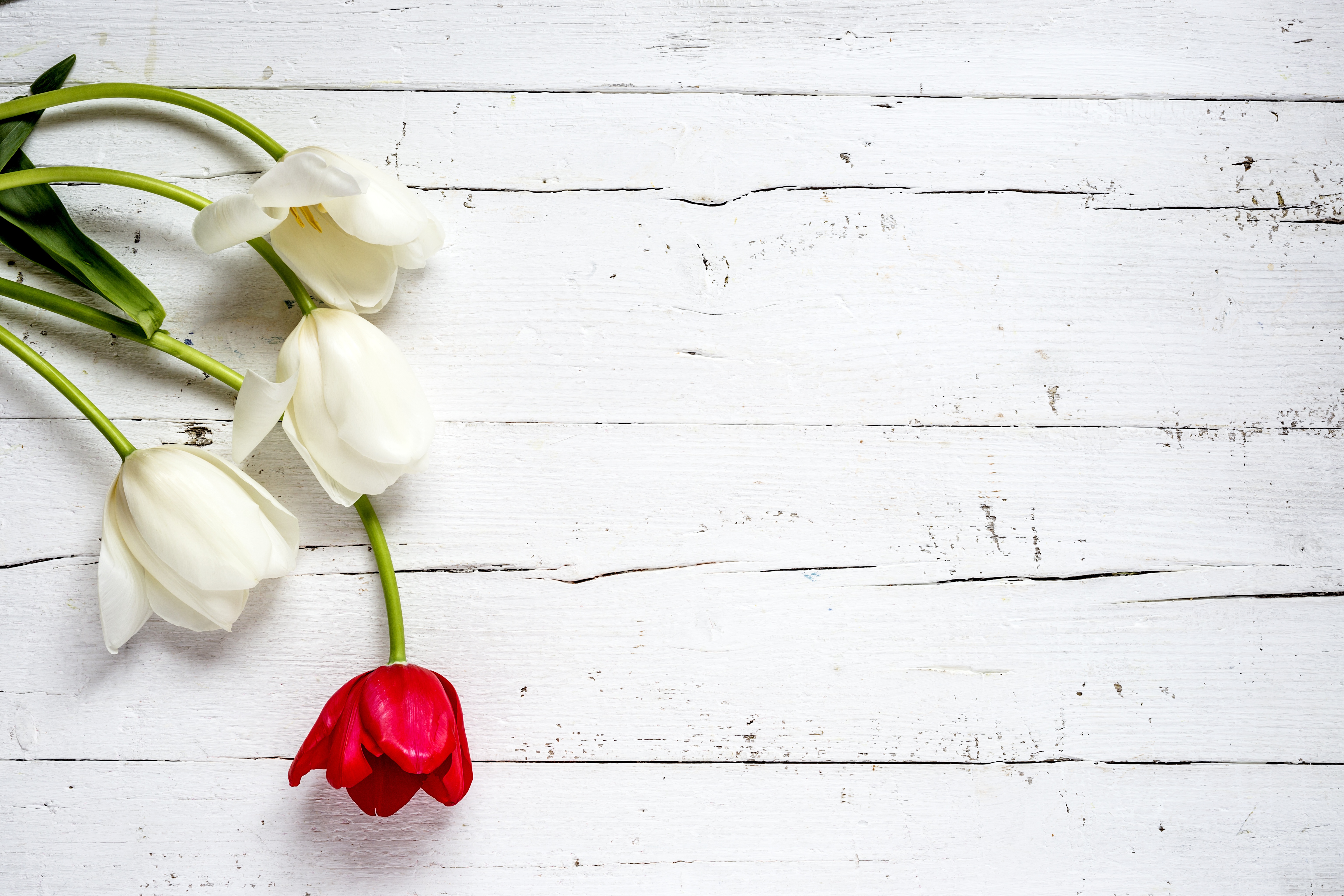 Тюльпаны минимализм. Фотофон с тюльпанами. Тюльпаны фон. Фотофон цветочки.