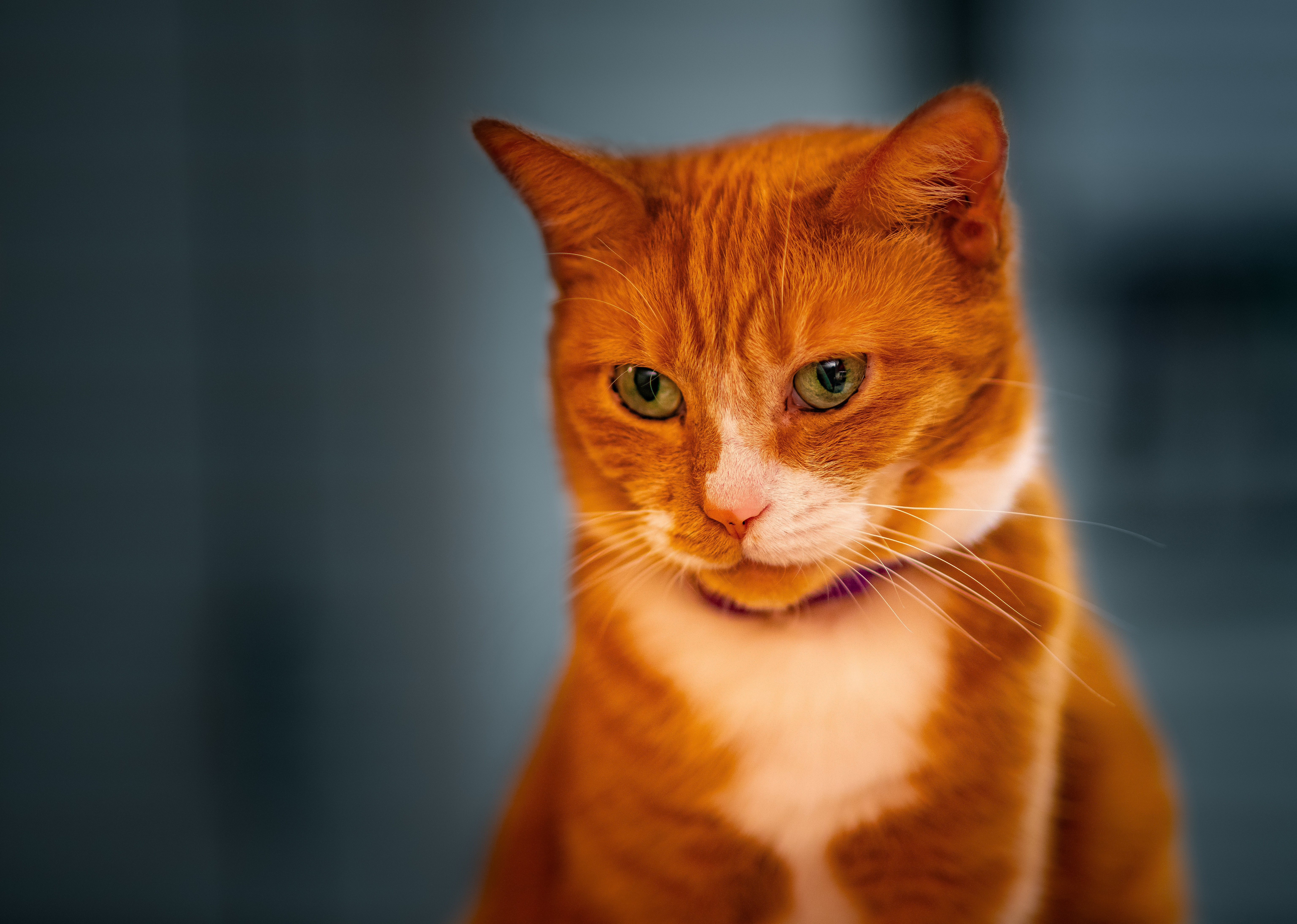 Породы кошек с рыжими глазами. Сибирский гладкошерстный рыжий кот. Рыжая гладкошерстная кошка. Рыжий гладкошерстный кот порода. Европейский короткошерстный кот рыжий.