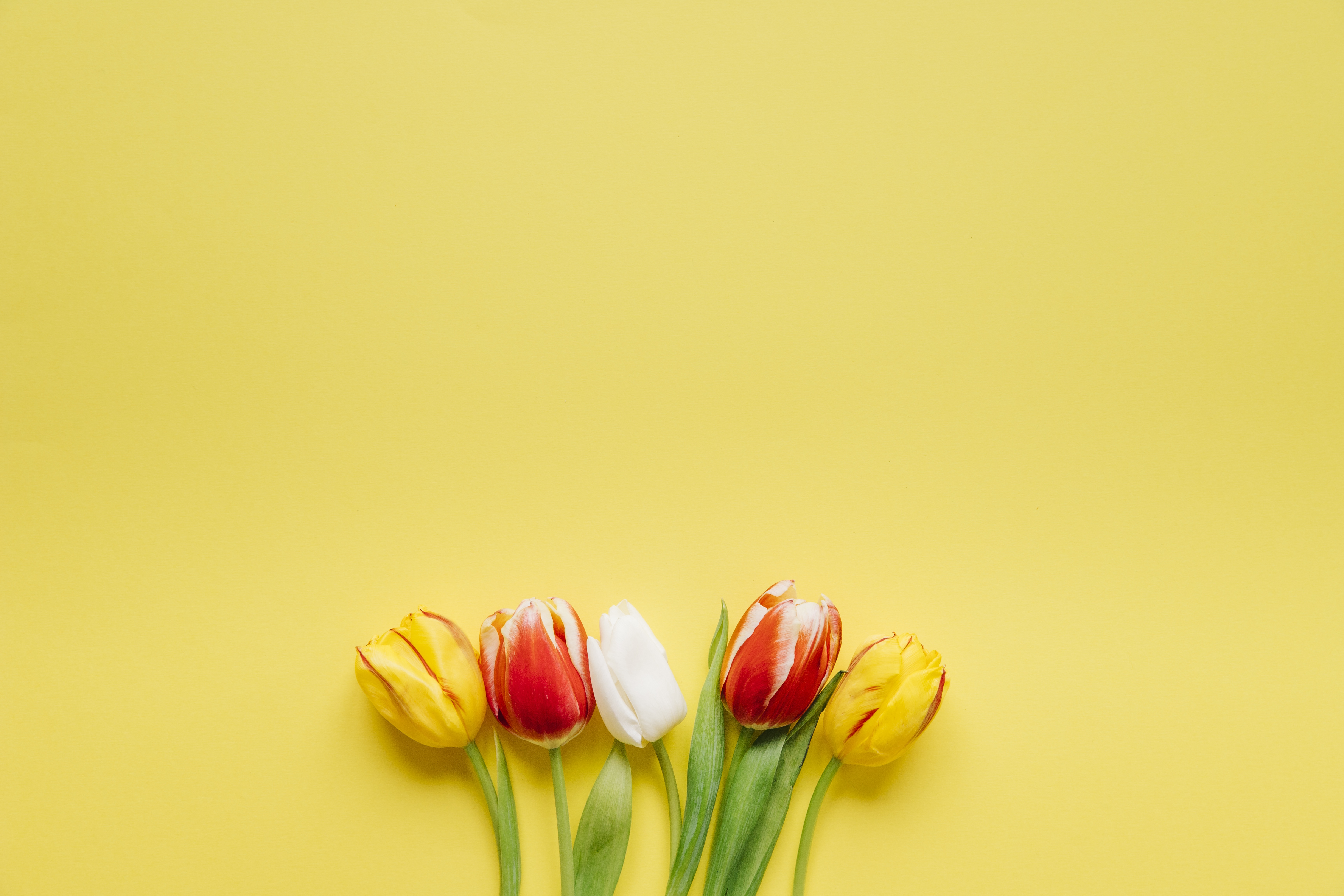 Тюльпаны минимализм. Тюльпаны фон. Тюльпаны на желтом фоне. Красивый фон с тюльпанами.