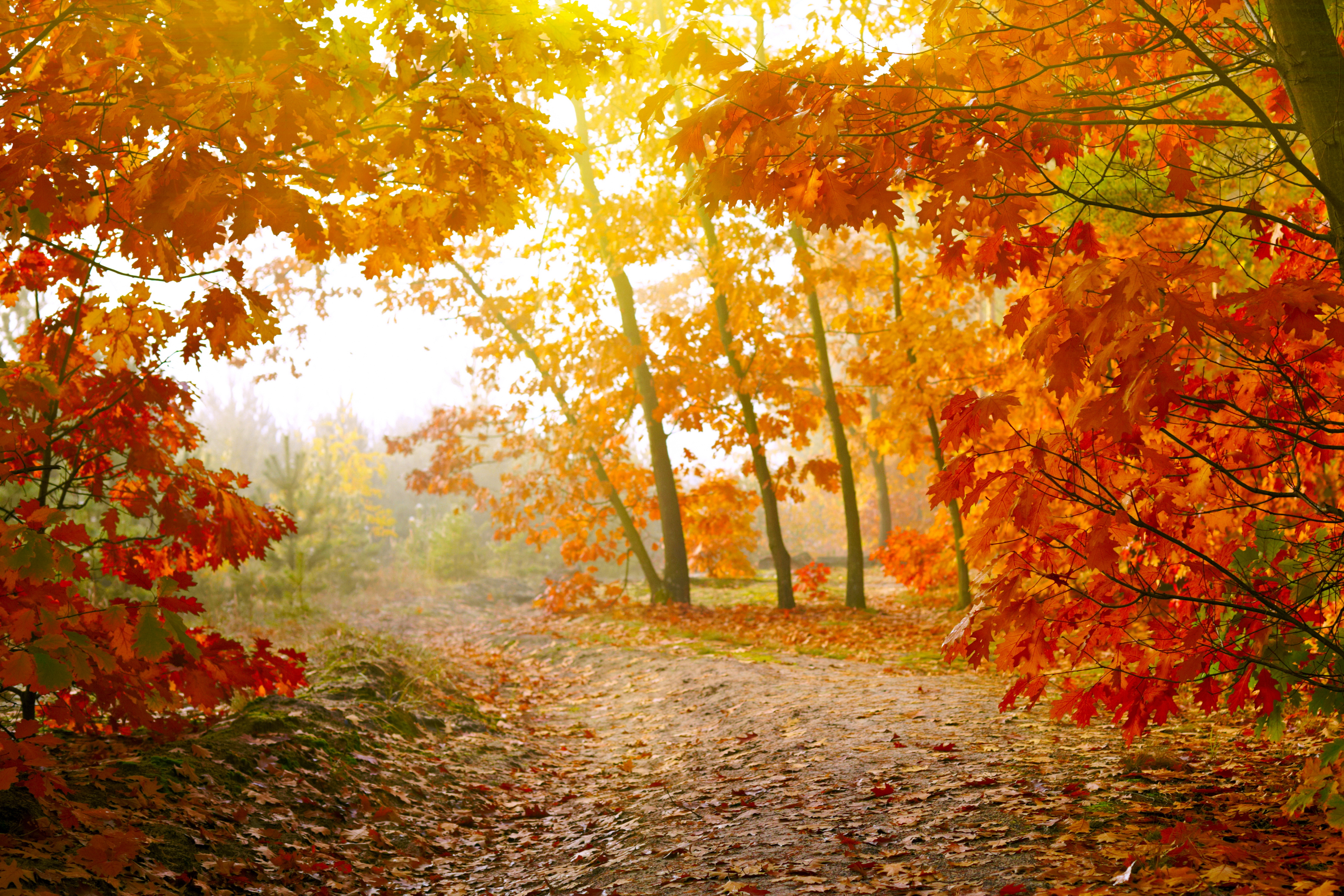 Куз тимэсен. Осенний лес. Природа осень. Лес осенью. Красивая осень.