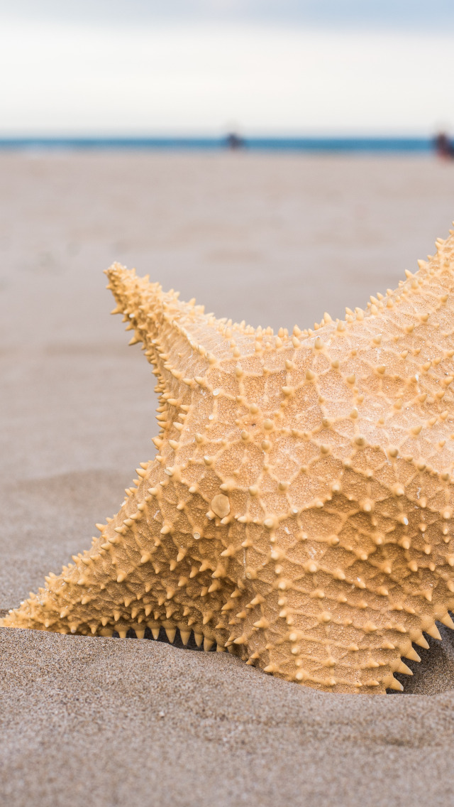 Включи звезда берег. Море пляж ракушки. Пляж море песок. Starfish.