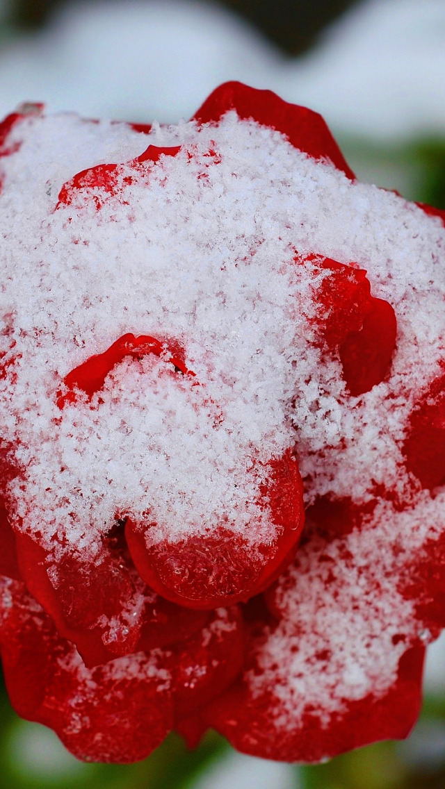 Красная снежка. Зимний красный цветок. Красные розы зимой.