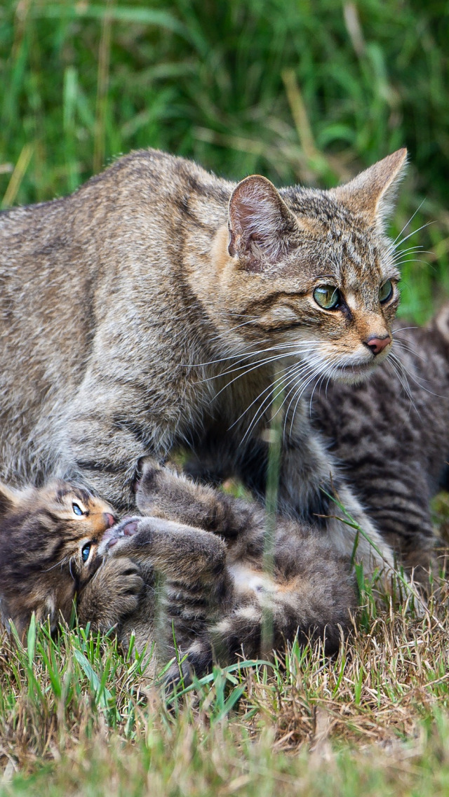 Котята Лесной Кошки Фото