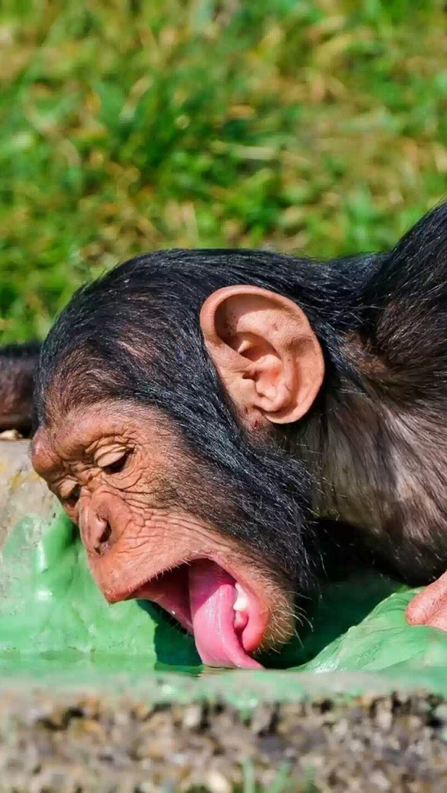 Забавный шимпанзе как правильно. Обезьяна. Смешные обезьяны. Шимпанзе. Обезьяна шимпанзе.
