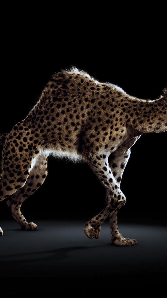 Животное верблюд и леопард. Животное верблюд и леопард. Гепард на черном фоне. Животное верблюд и леопард. Черный гепард.
