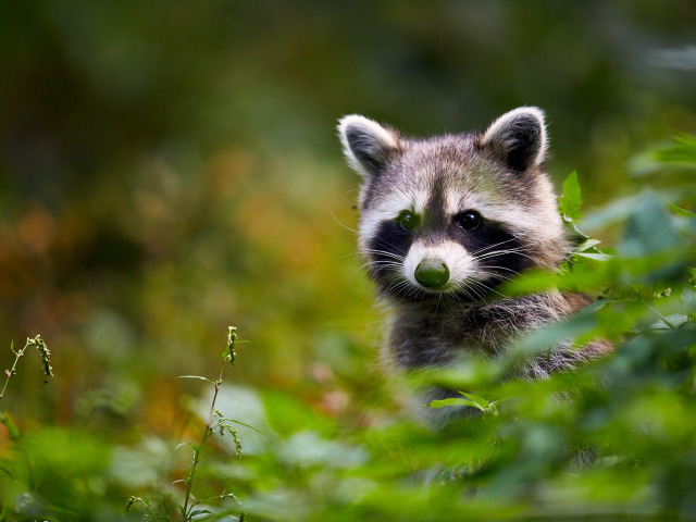 raccoon cute