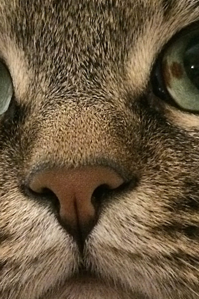 Download wallpaper kuzya the cat, cat's nose, cat's eyes, tabby cat ...