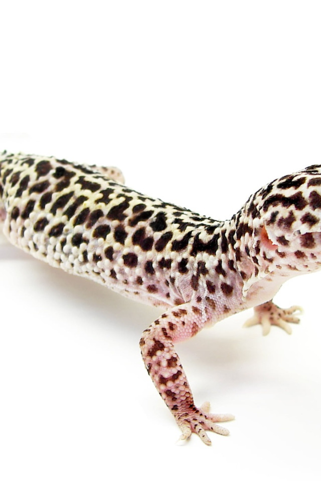 Download wallpaper animal, black and gray gecko, Eublepharis macularius ...