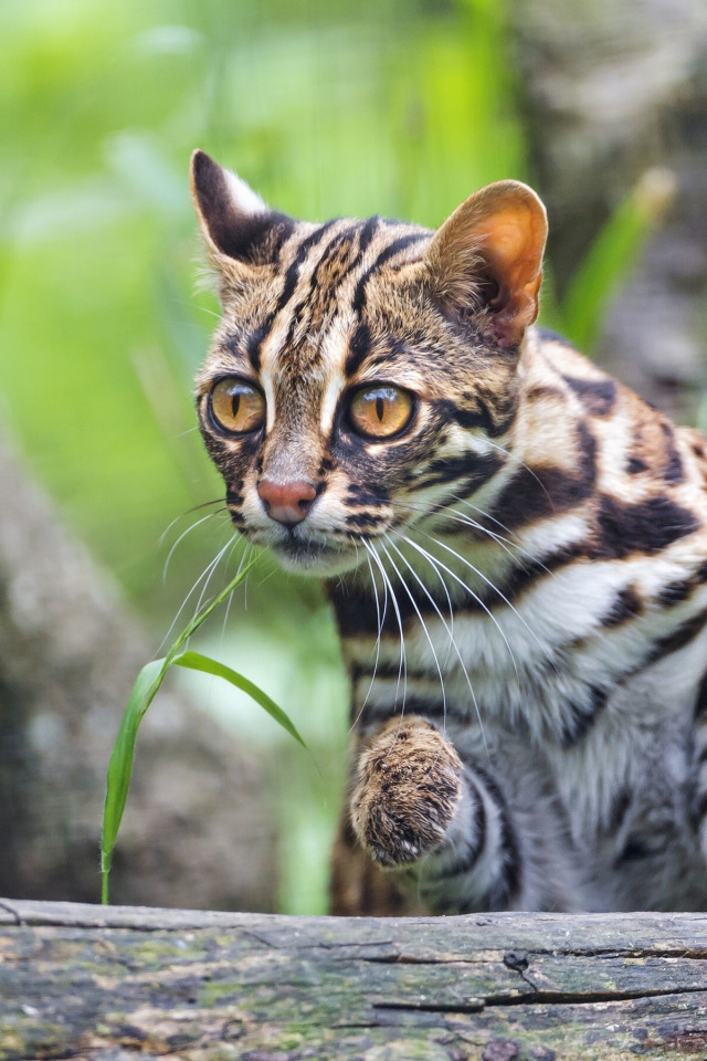 Download wallpaper far Eastern cat, Bengal cat, dwarf cat, section cats ...