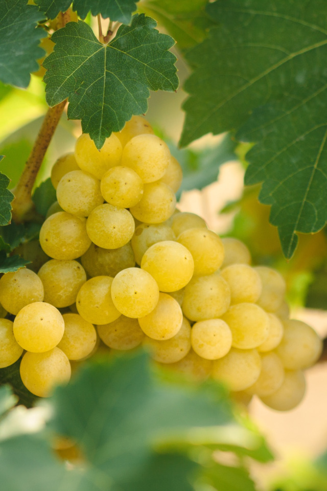 виноград основы