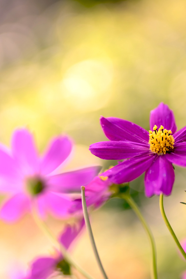 light, flowers, petals, blur, pink, bokeh, Kosmeya