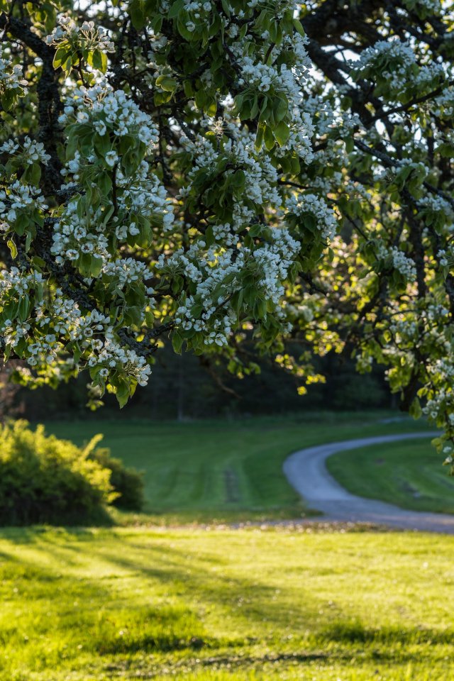 Download wallpaper trees, flowers, spring, Sweden, flowering, Sweden ...